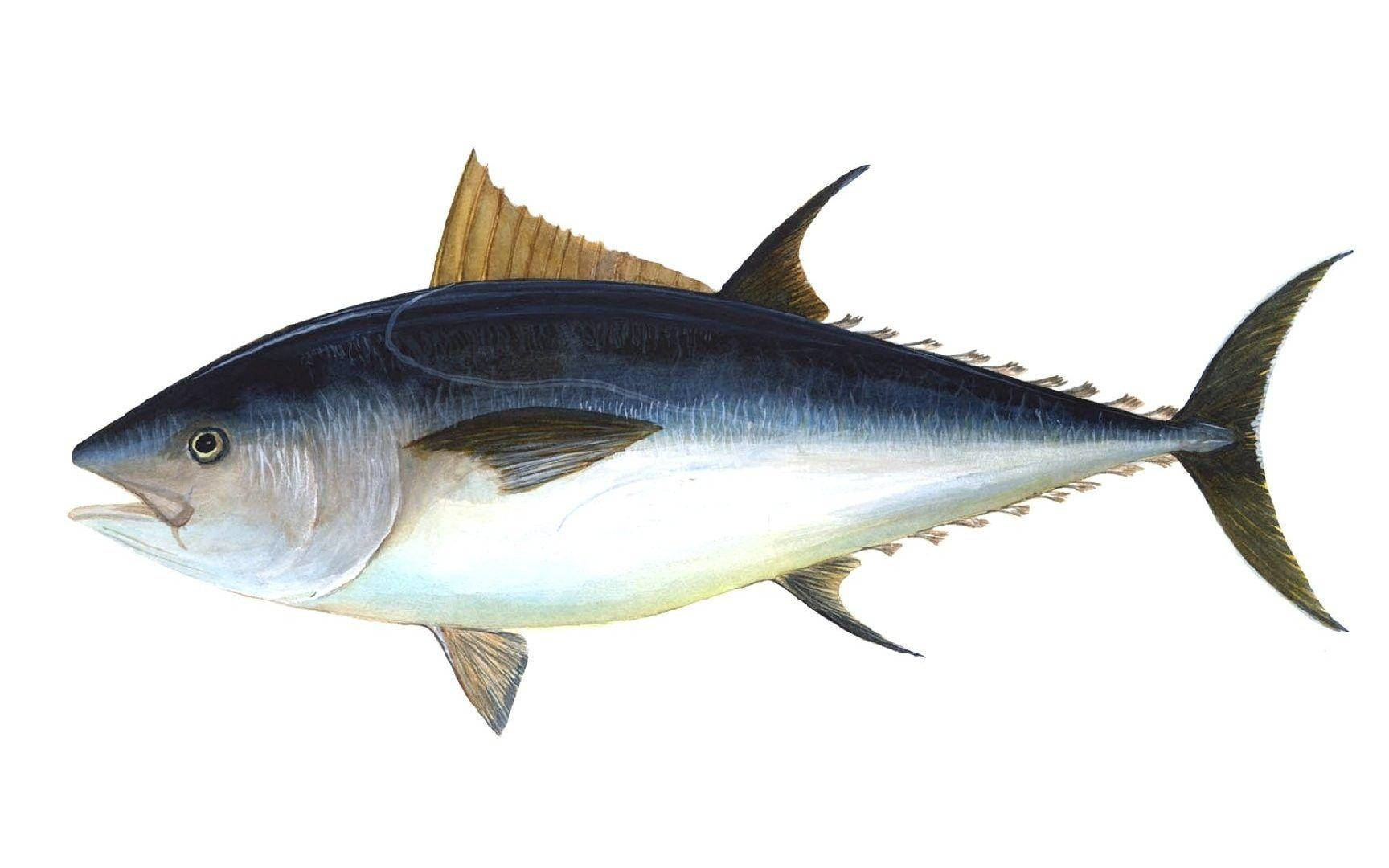 tuna, sleek blue and silver scales, sharp dorsal fins, HD Desktop Wallpaper