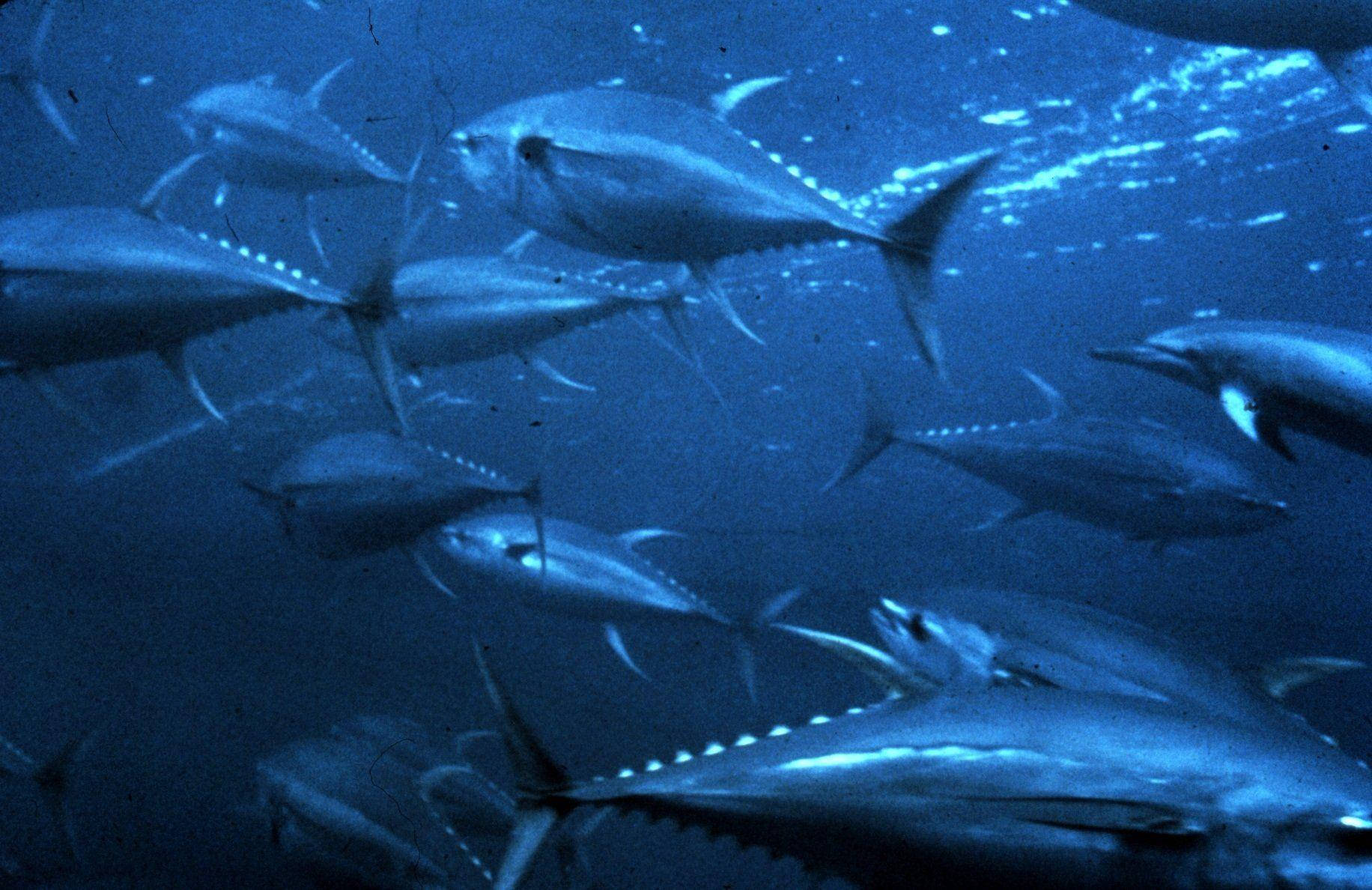 tuna, school of tuna, blue ocean, HD Desktop Wallpaper