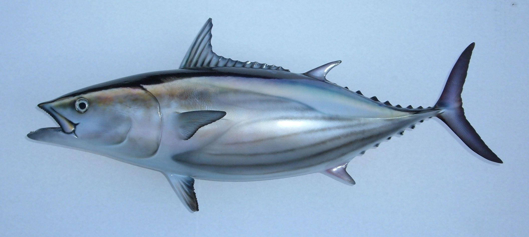 tuna fish, metallic silver scales, dark dorsal fin, Full HD Desktop Wallpaper