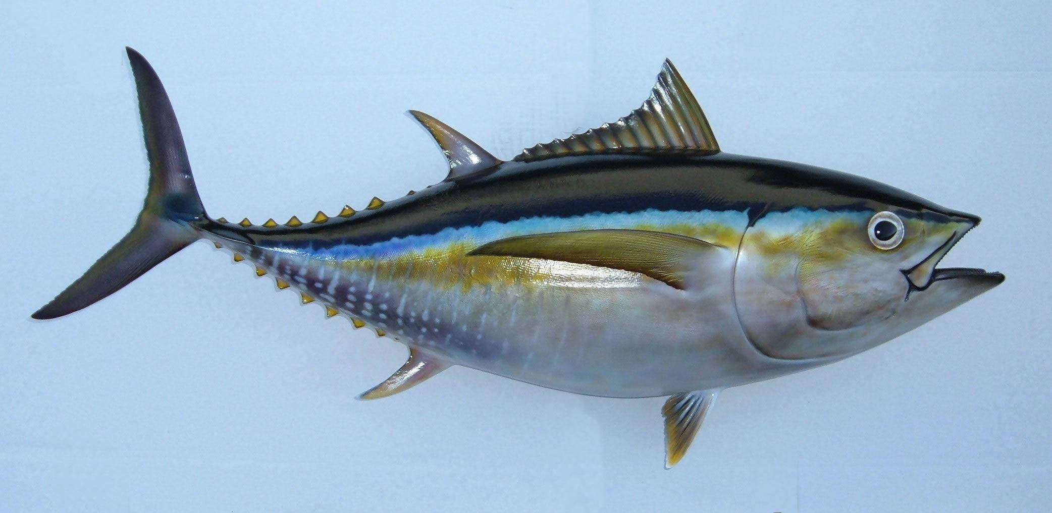 flat lay tuna, taxidermy tuna fish, light blue background, Full HD Desktop Wallpaper