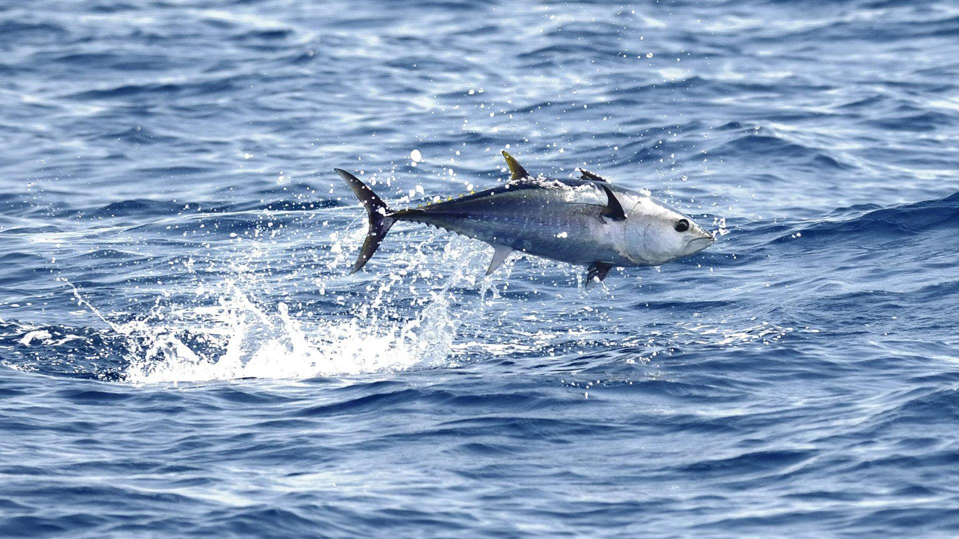 tuna, ocean, splash, Full HD Desktop Wallpaper
