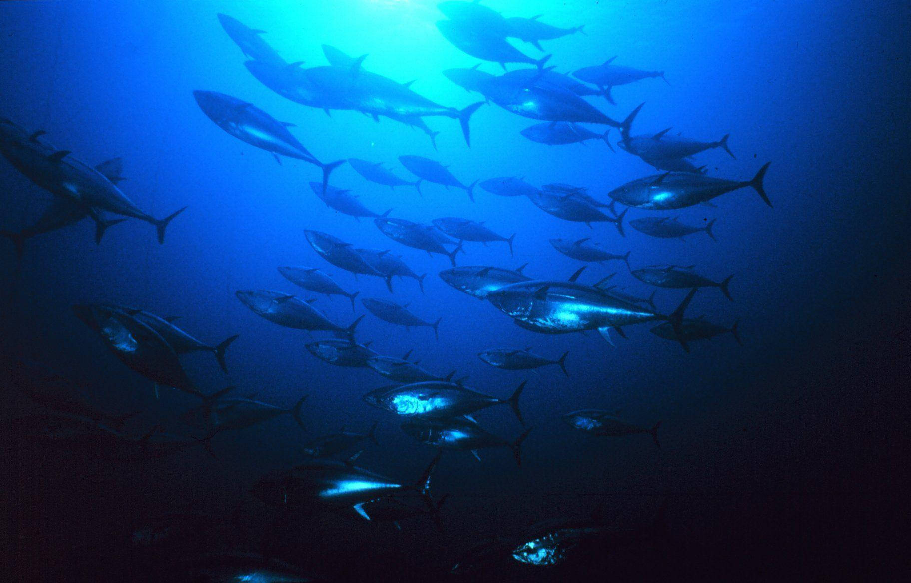 tuna, blue glow, underwater, HD Desktop Wallpaper