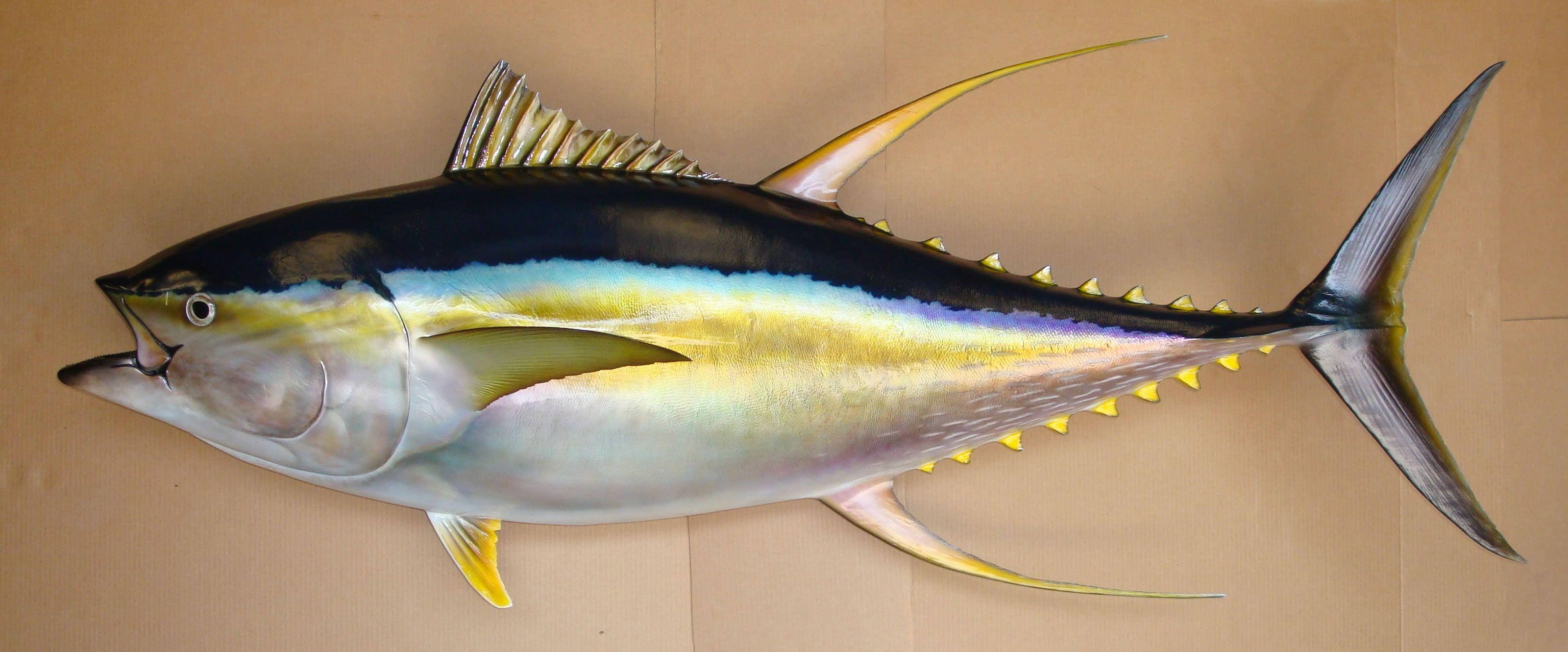 tuna fish, beige wall, silver body, 2K Desktop Wallpaper
