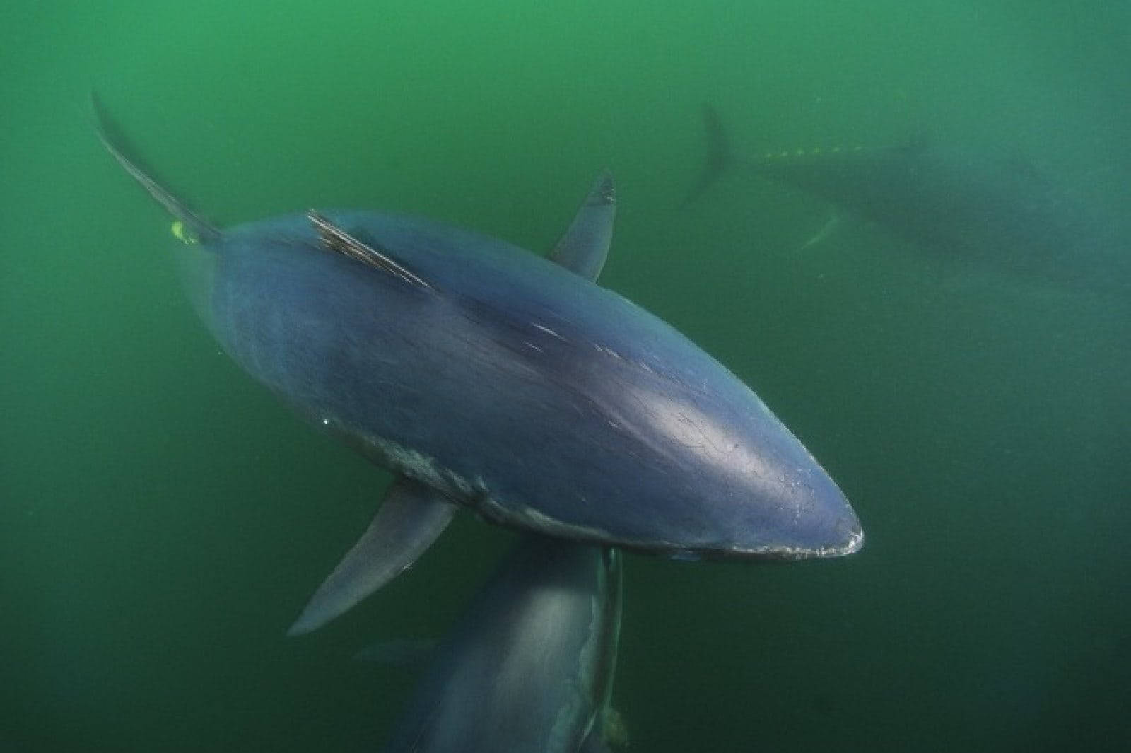 tuna, murky green ocean water, hazy background, HD Desktop Wallpaper