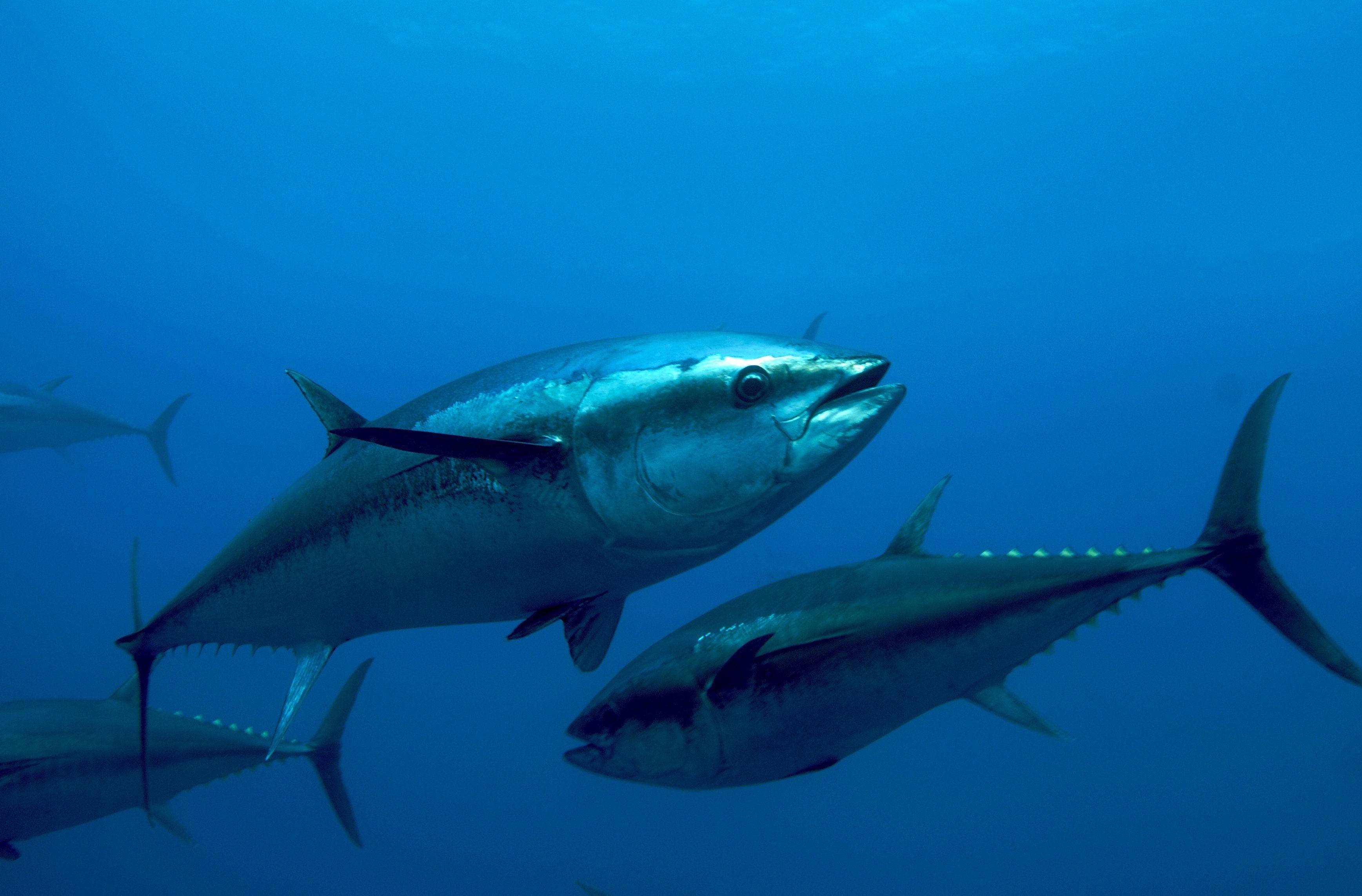 bluefin tuna, sleek tuna, deep blue ocean water, 2K Desktop Wallpaper