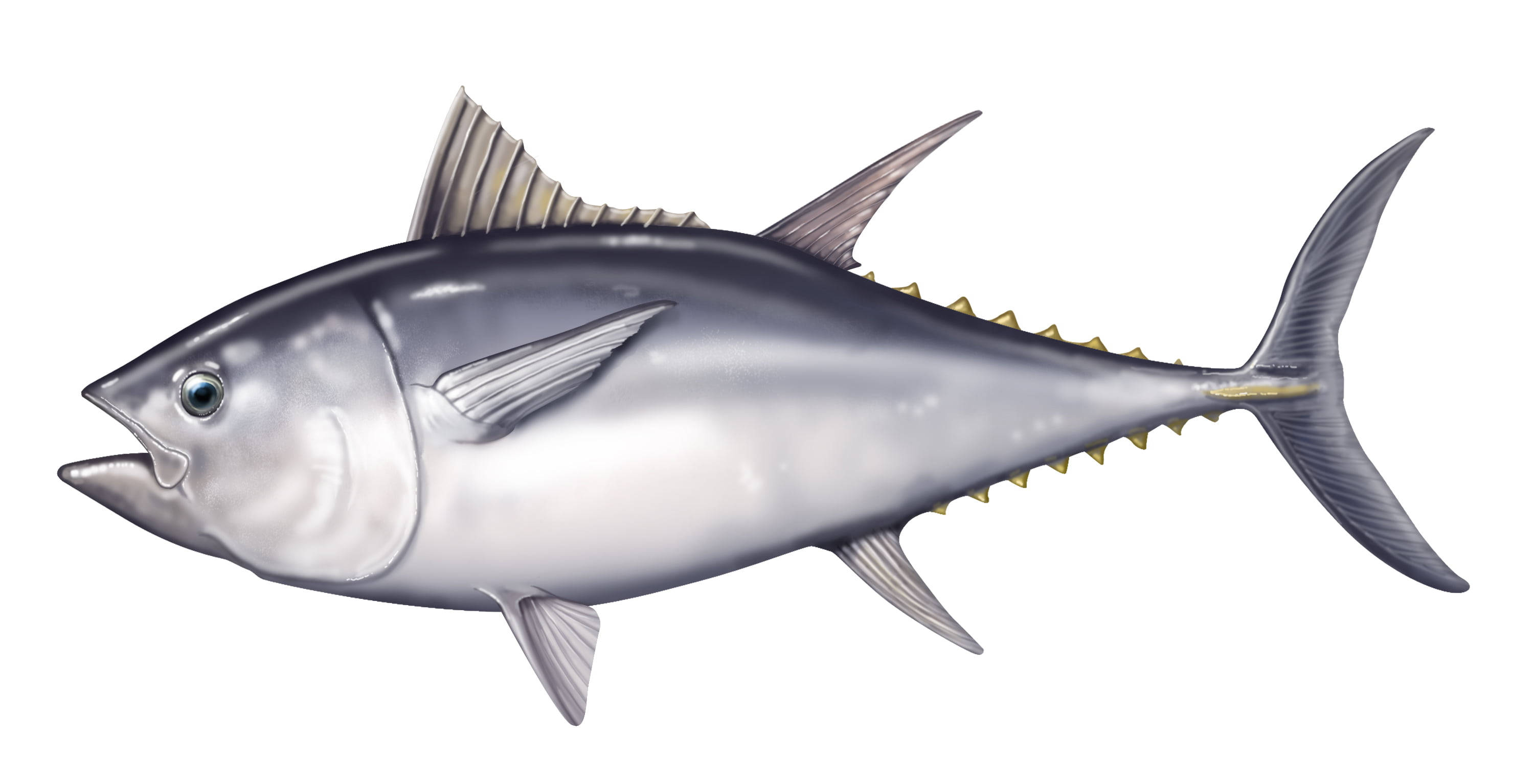tuna, metallic silver scales, yellow fins, 2K Desktop Wallpaper