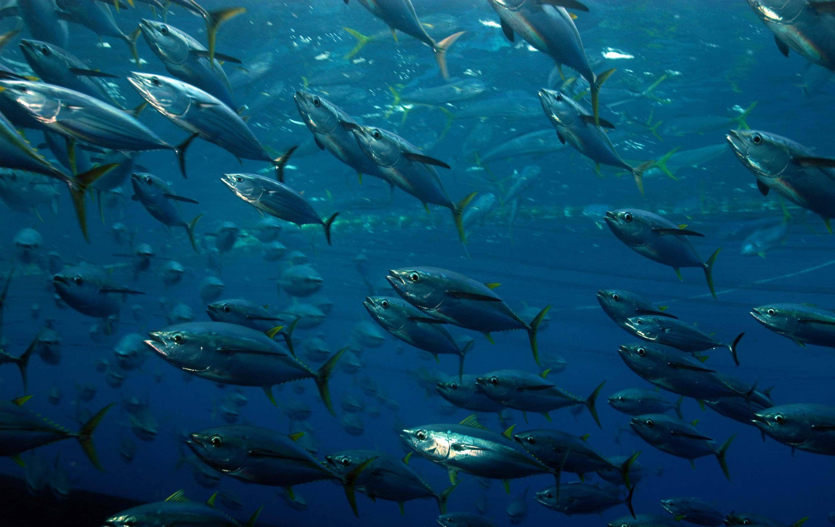 tuna, school of fish, deep blue ocean waters, 2K Desktop Wallpaper