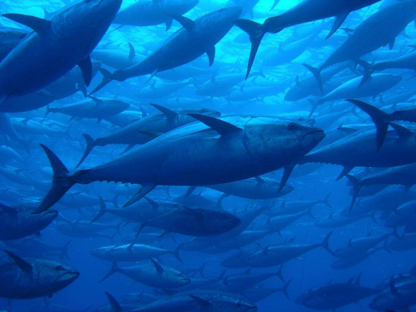 tuna, surface swarm, deep blue ocean waters, HD Desktop Wallpaper