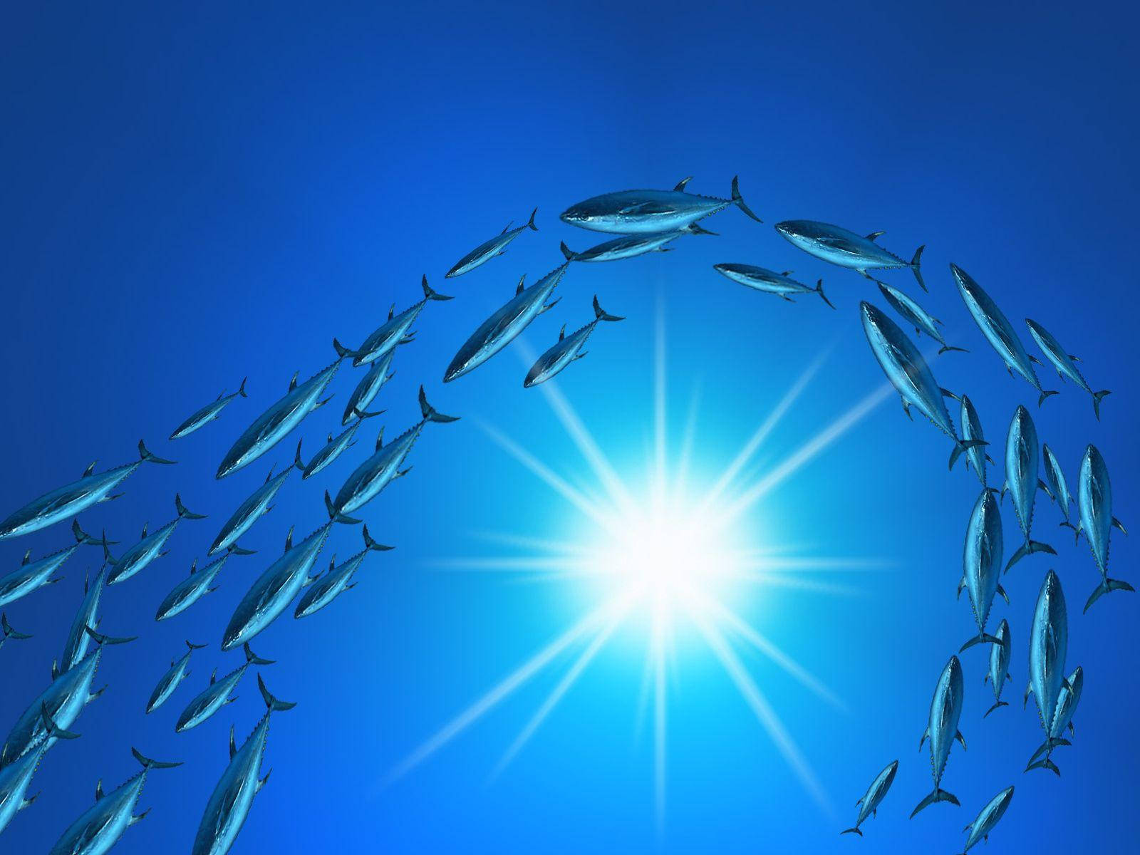 Tuna, sun, deep blue ocean, HD Desktop Wallpaper