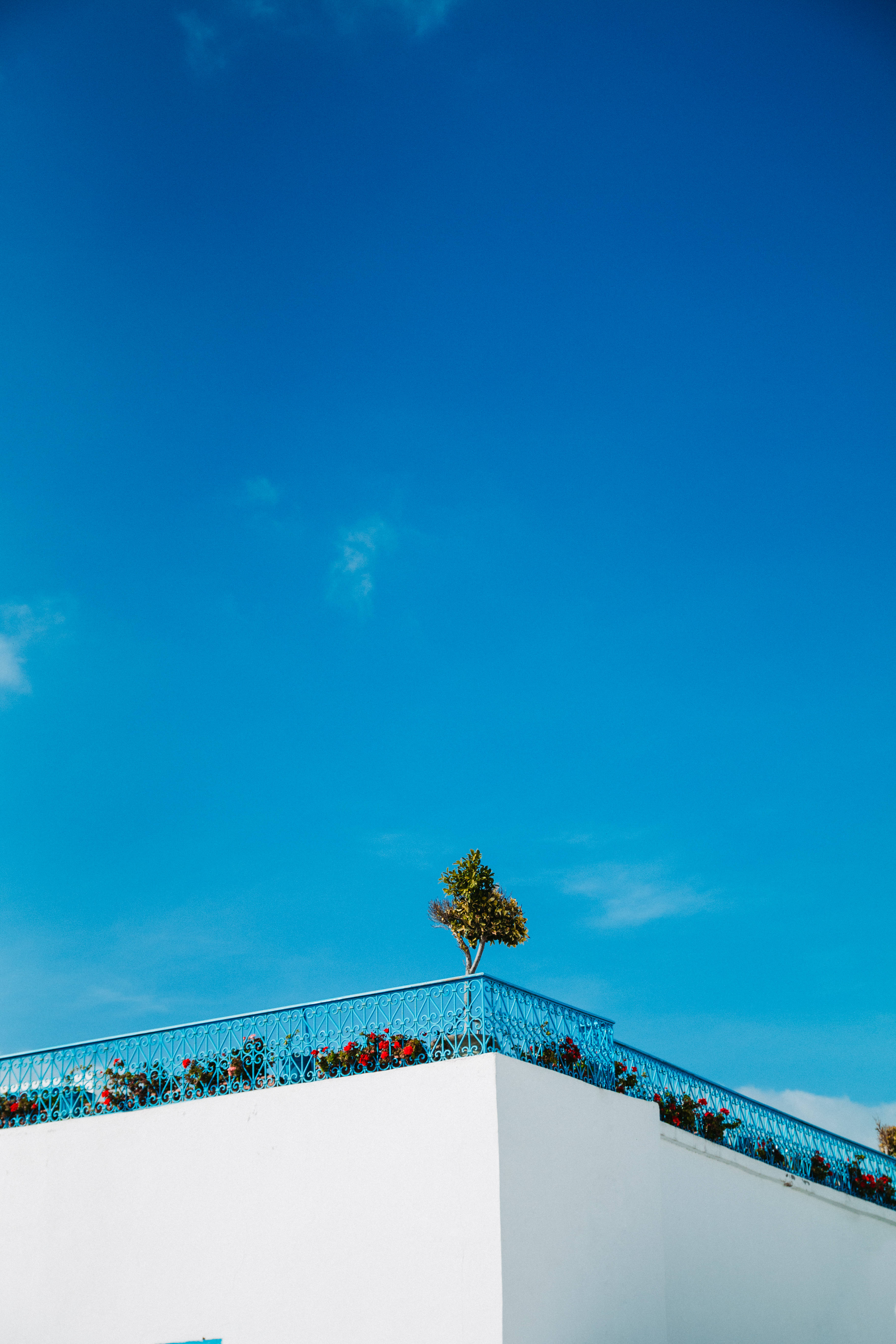 rooftop, plants, Tunisia, 5K Phone Wallpaper