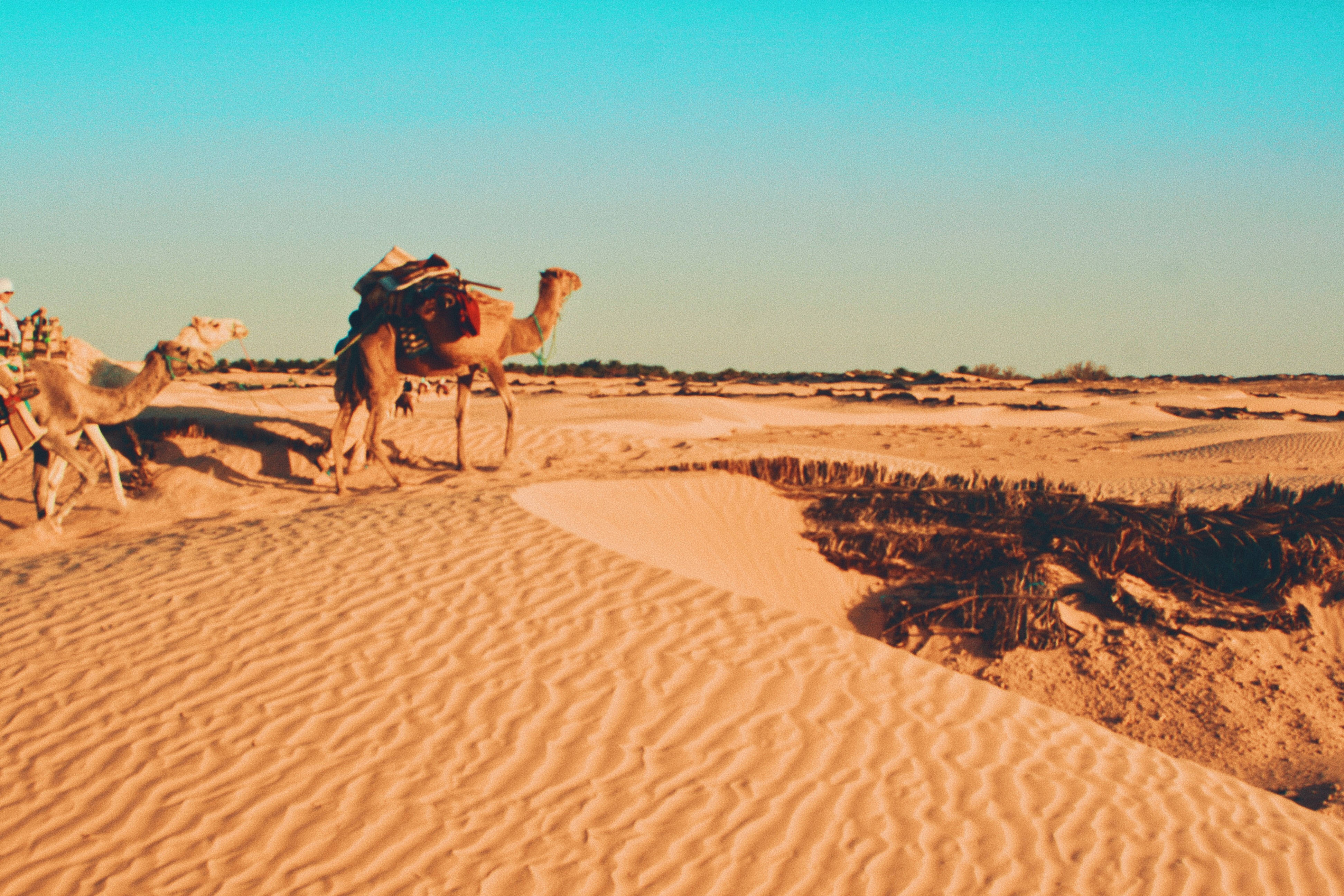 camels, desert of Tunisia, golden dunes, 4K Desktop Wallpaper