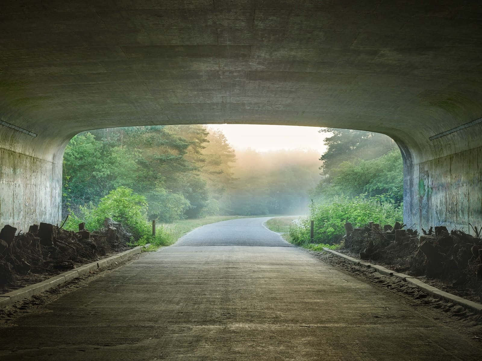 misty forest tunnel, weathered concrete bridge, sunlit forest, HD Desktop Wallpaper