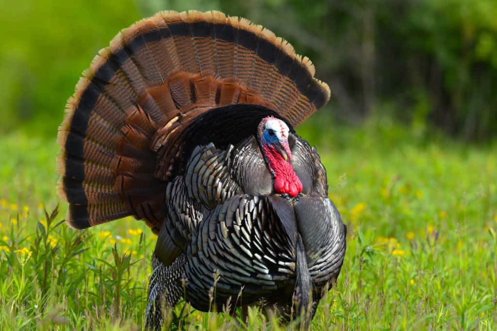 turkey, sunlit meadow, fanned tail feathers, SD Desktop Wallpaper
