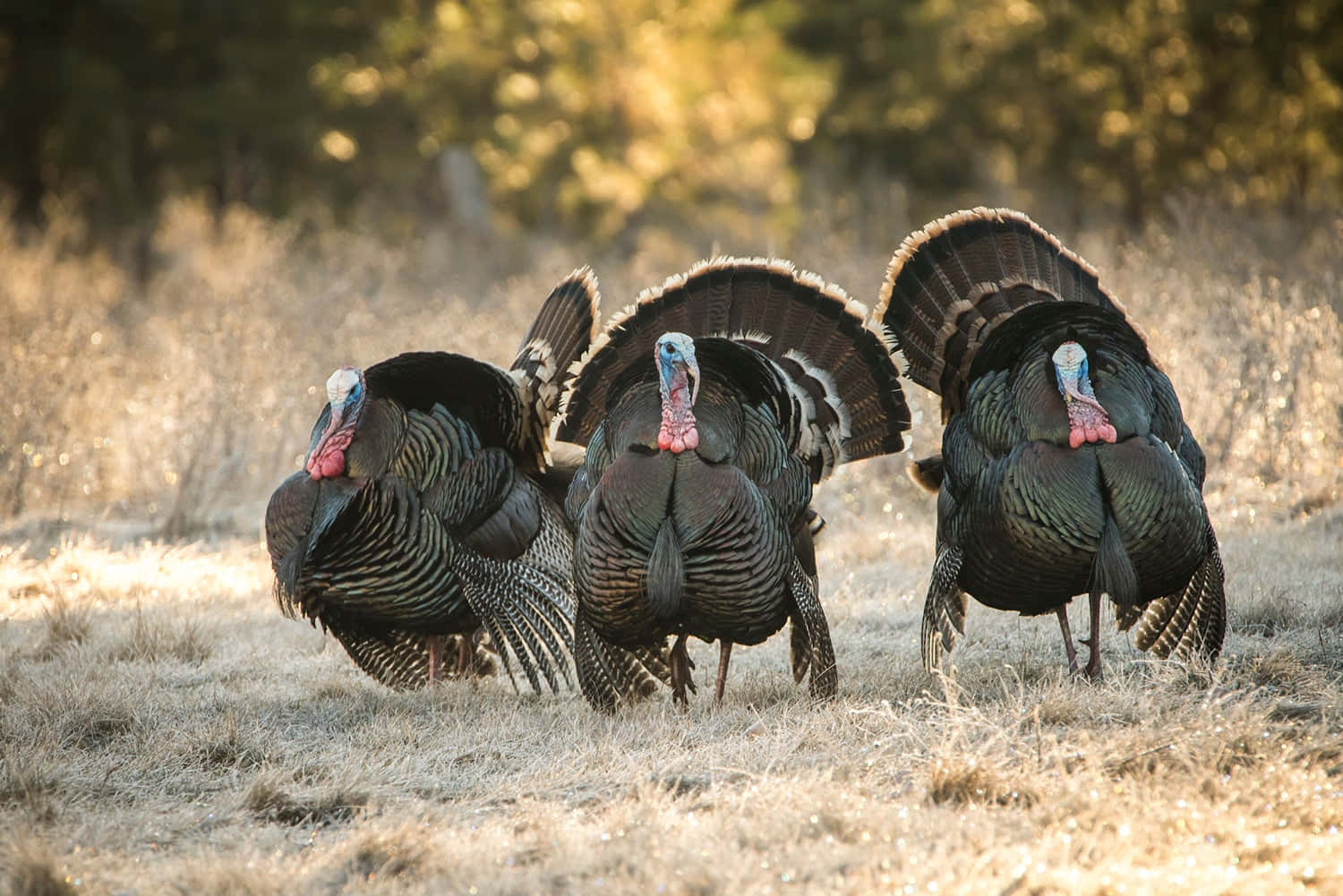 turkey hunting, fanned tails, dry grass field, HD Desktop Wallpaper