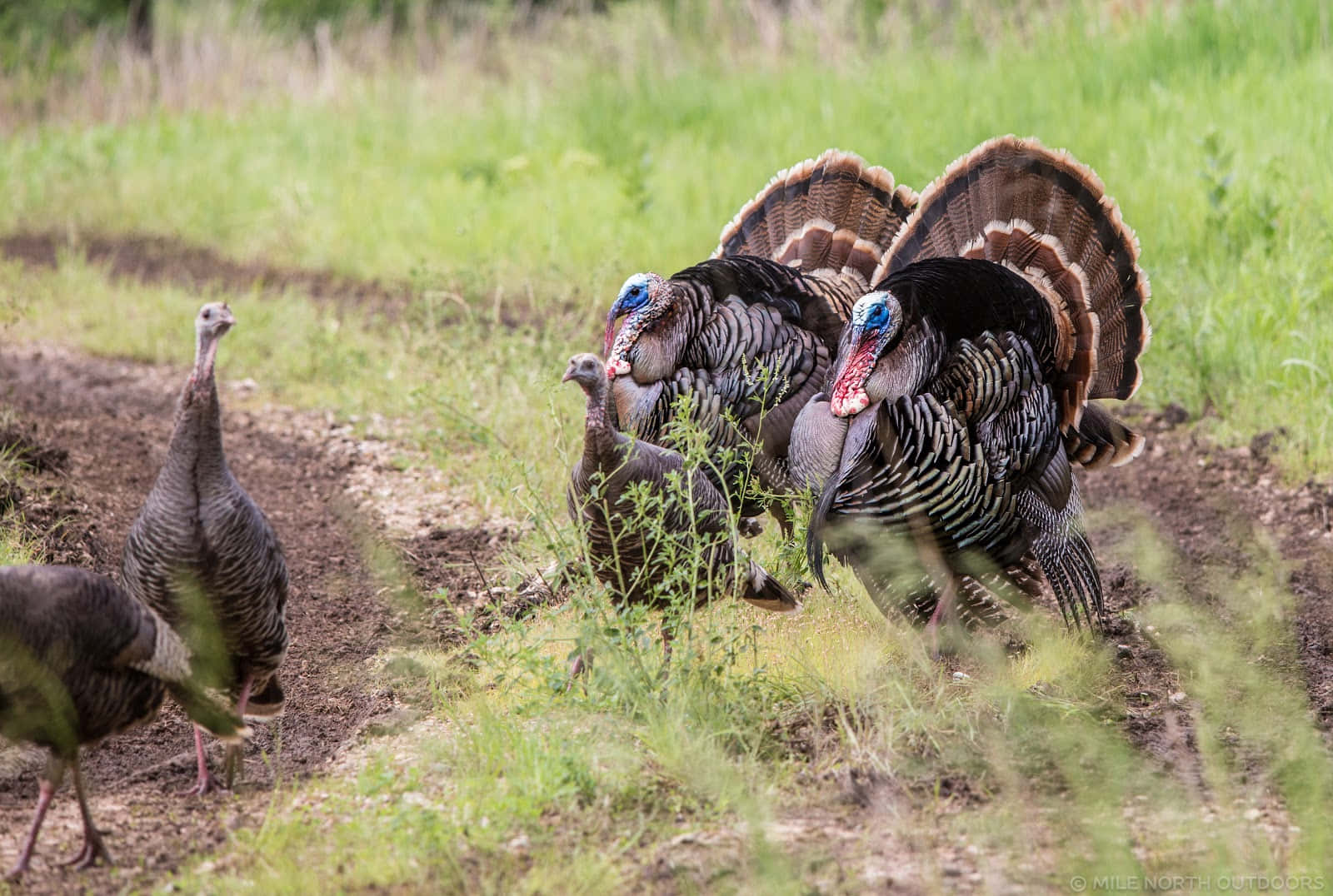 turkeys, field, dirt paths, HD Desktop Wallpaper