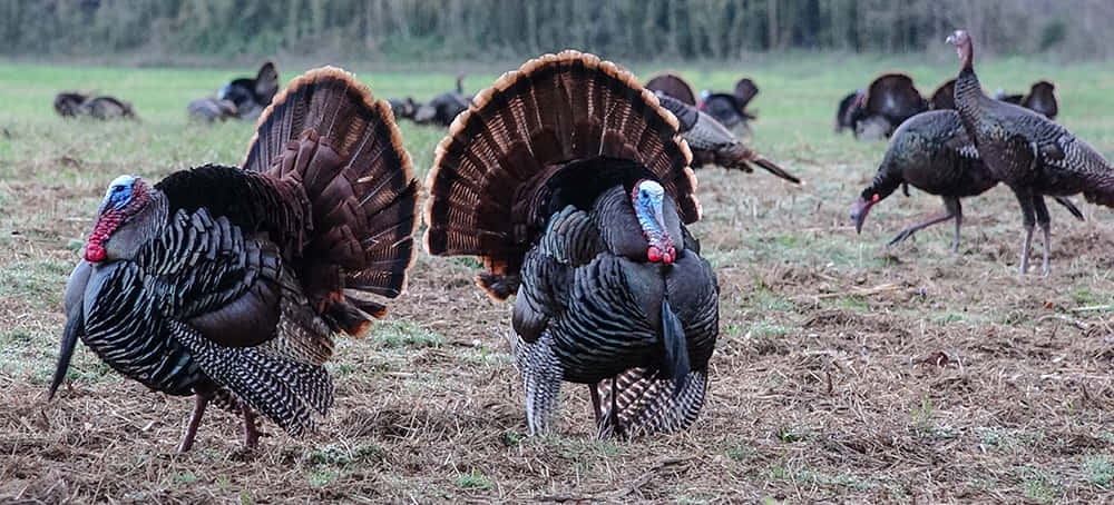 turkey hunting, male turkeys, vibrant fanned tails, SD Desktop Wallpaper