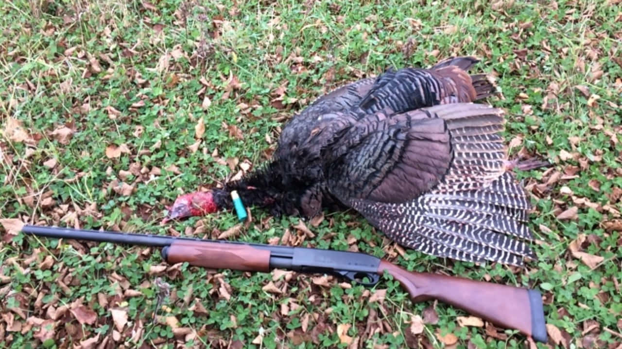 turkey, shotgun, spent shell casing, HD Desktop Wallpaper