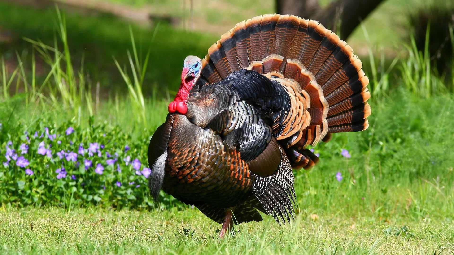 turkey, grass, purple flowers, Full HD Desktop Wallpaper