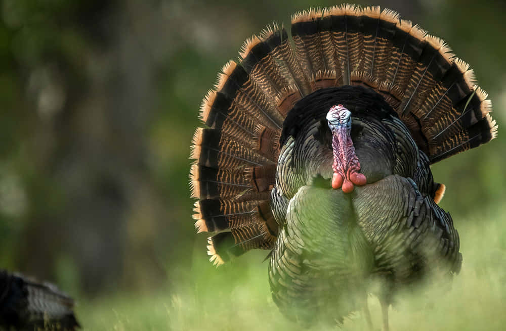 turkey, sunlit field, fanned tail feathers, SD Desktop Wallpaper
