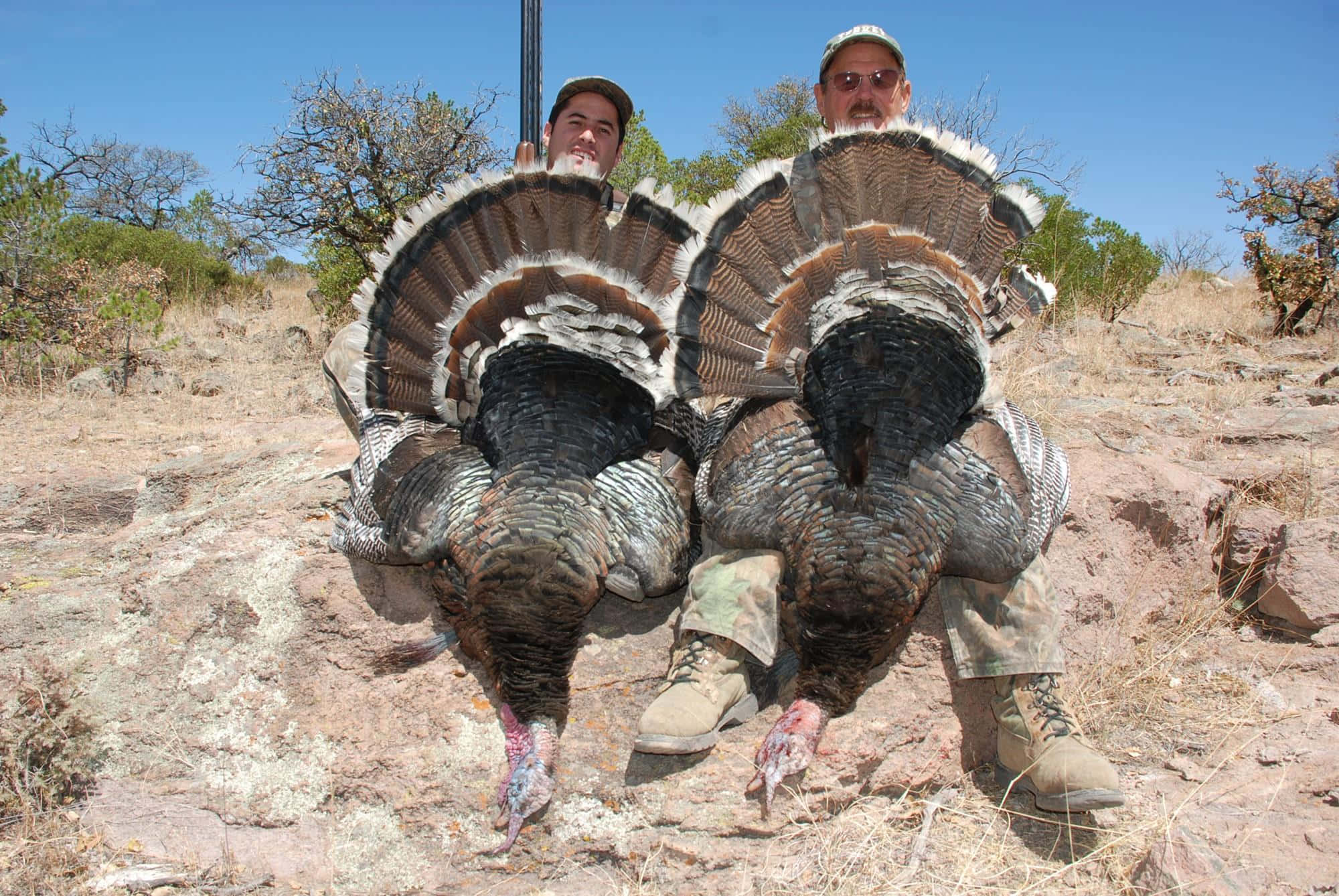 turkey hunting, wild turkeys, dry brushy hillside, Full HD Desktop Wallpaper