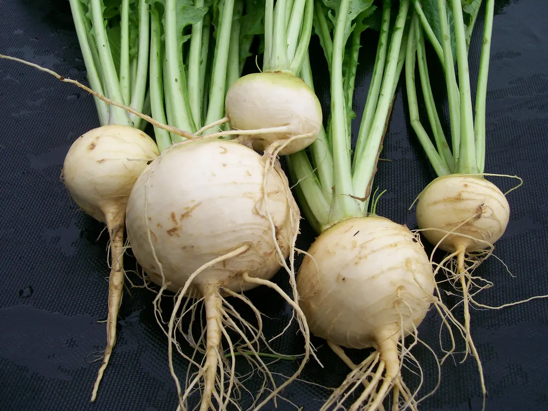 Turnip