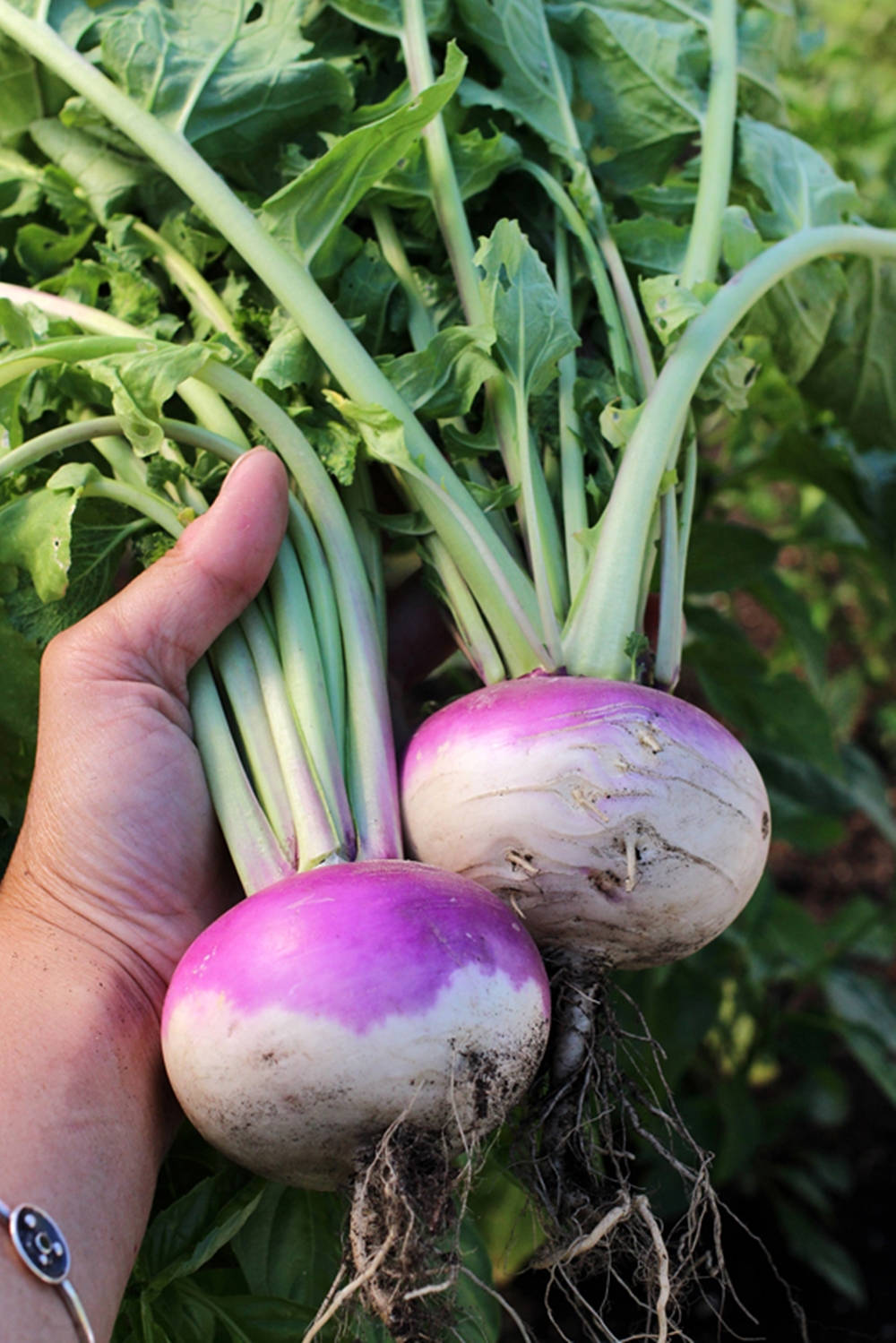 fresh turnip vegetables, purple, white, HD Phone Wallpaper