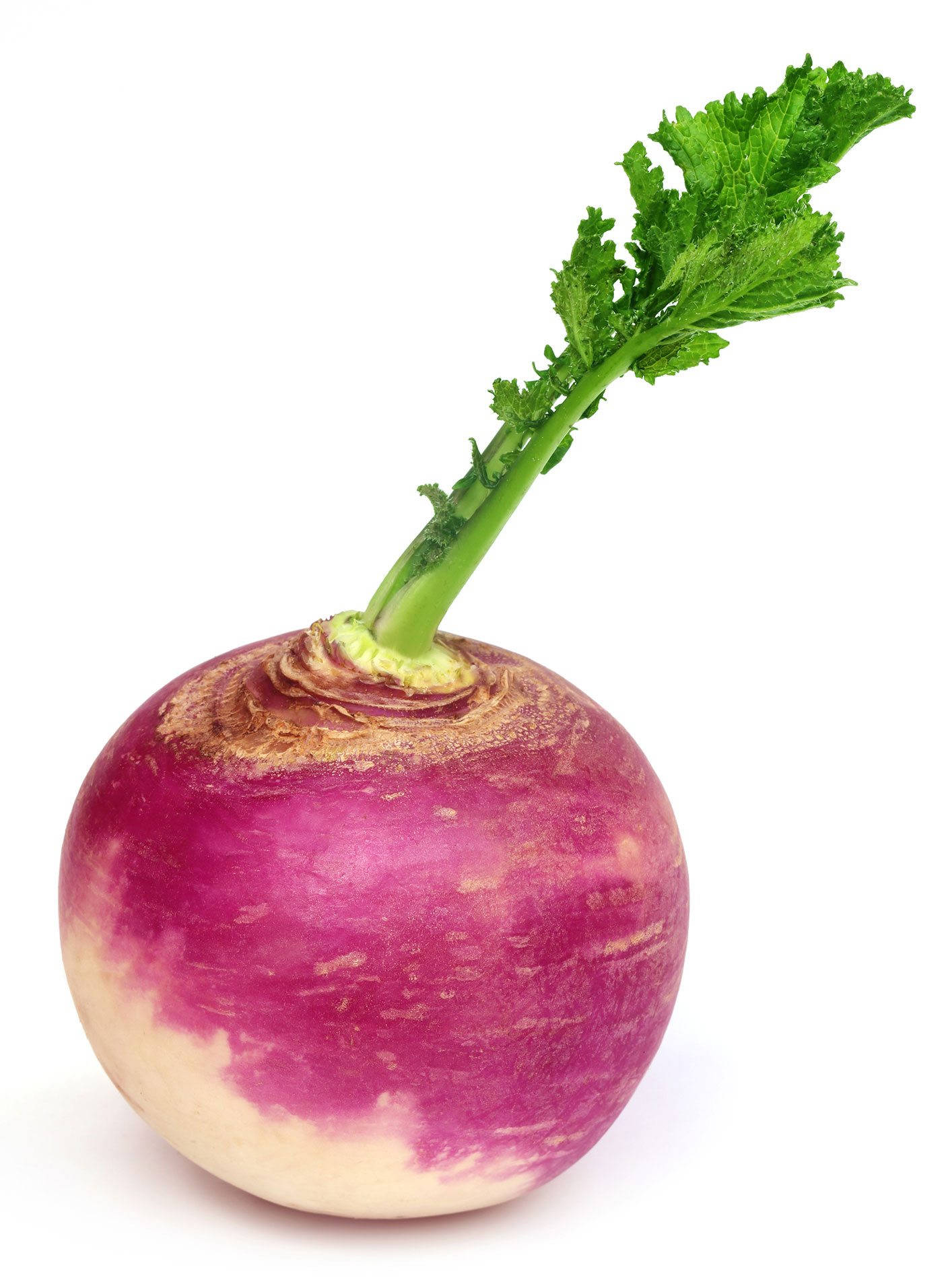 Turnip, purple, white, HD Phone Wallpaper