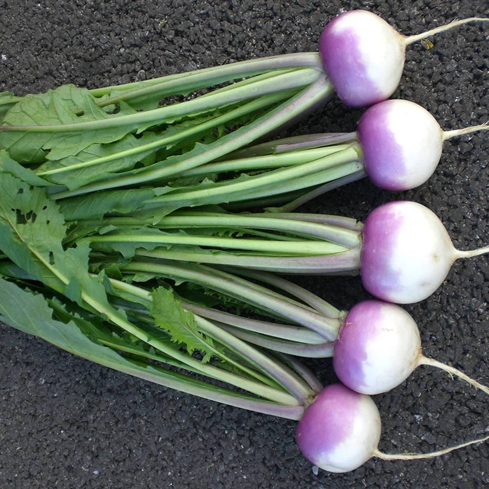 purple vegetable turnips, green stems, dark textured soil, SD Desktop Wallpaper