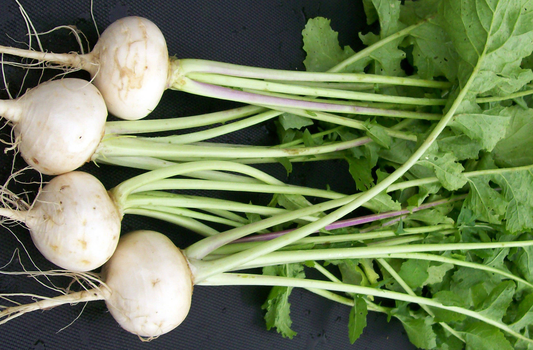 root plant turnips, white turnips, green leafy tops, Full HD Desktop Wallpaper