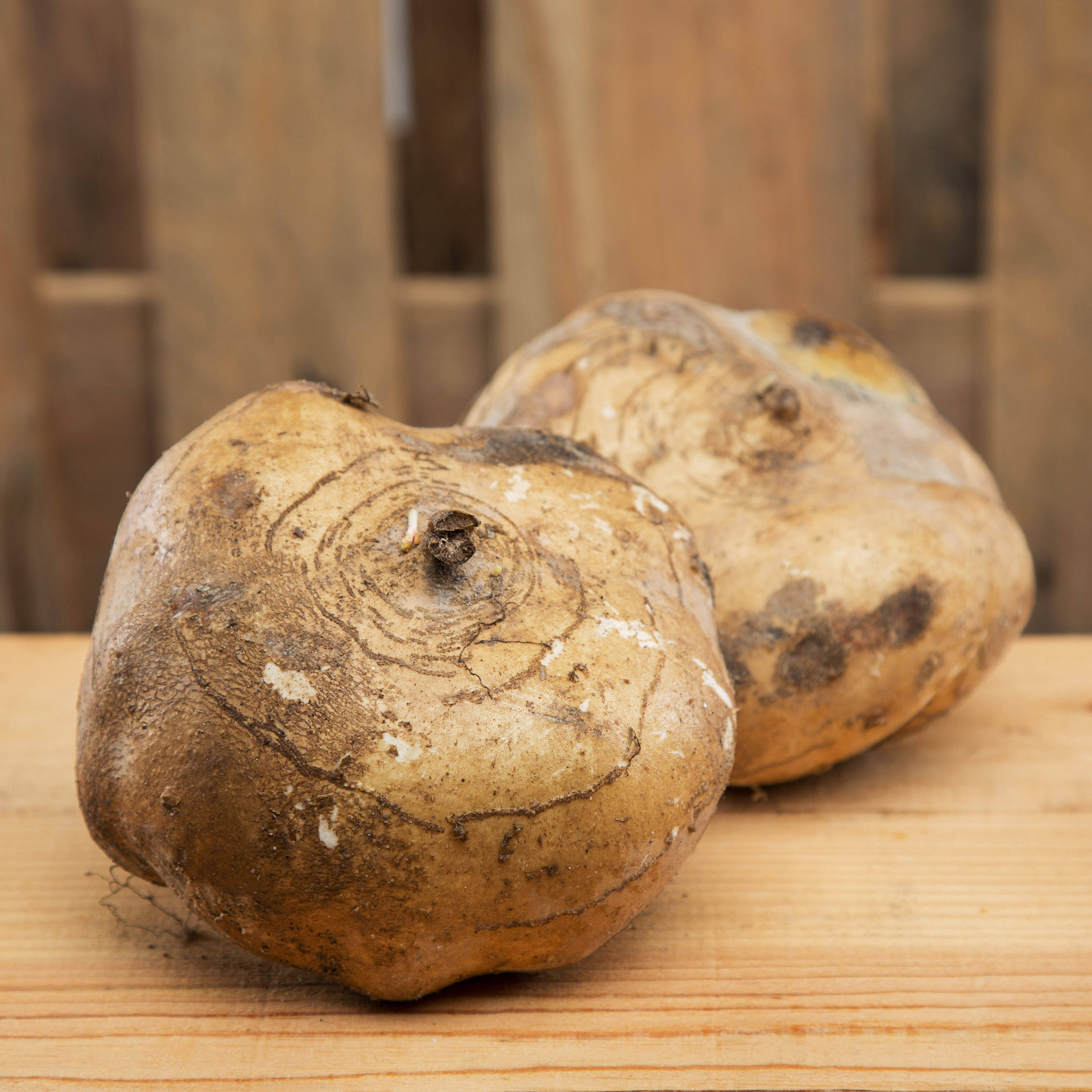 brown skinned turnips, rough-skinned brown tubers, soil marks, 2K Desktop Wallpaper