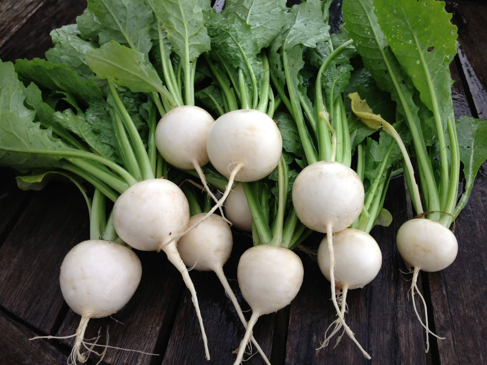 round white turnip vegetables, fresh white turnips, vibrant green leaves, HD Desktop Wallpaper