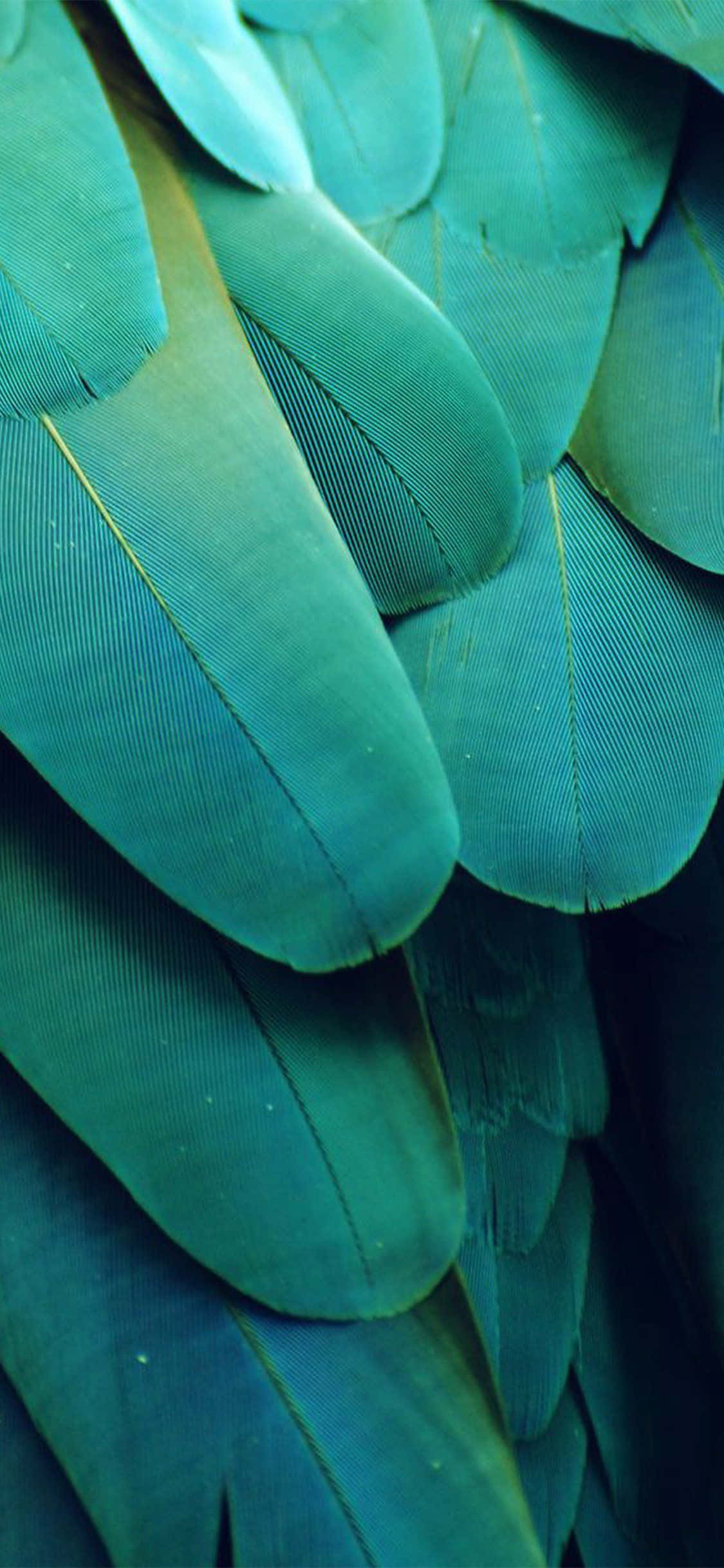 teal feathers, fine barbs, subtle golden highlights, Full HD Phone Wallpaper