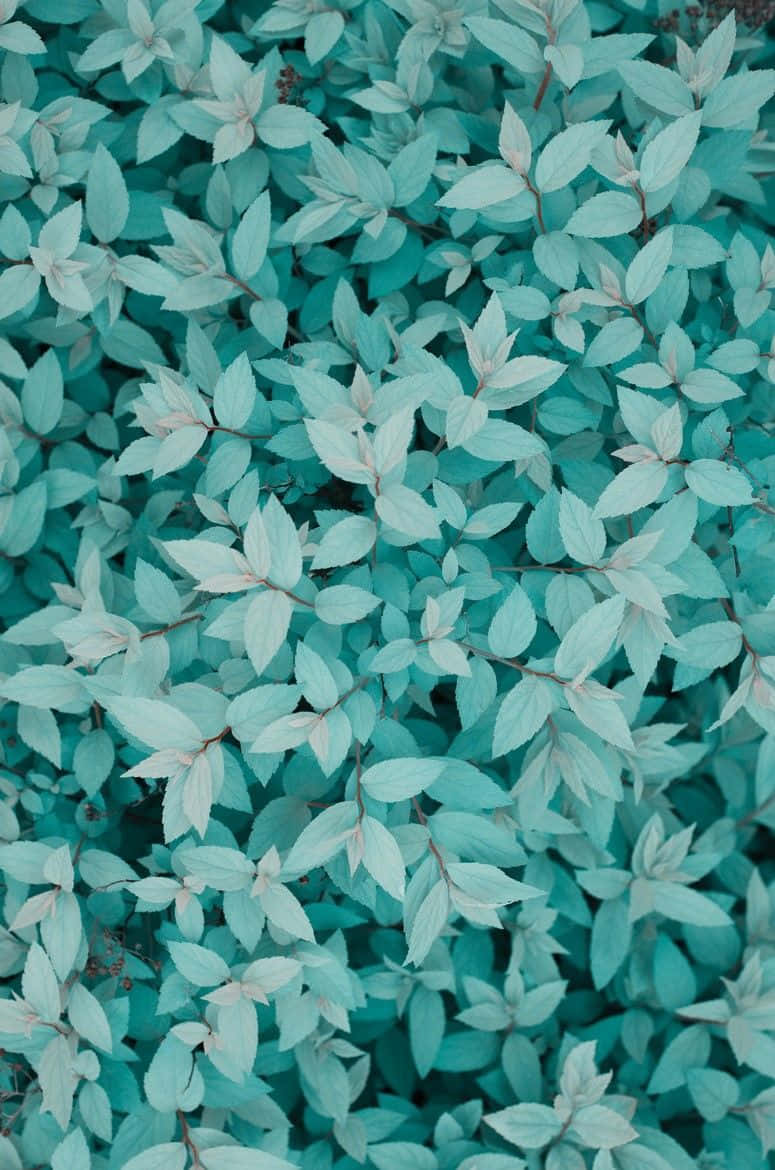 turquoise aesthetic, tranquil turquoise, vibrant turquoise, SD Phone Wallpaper
