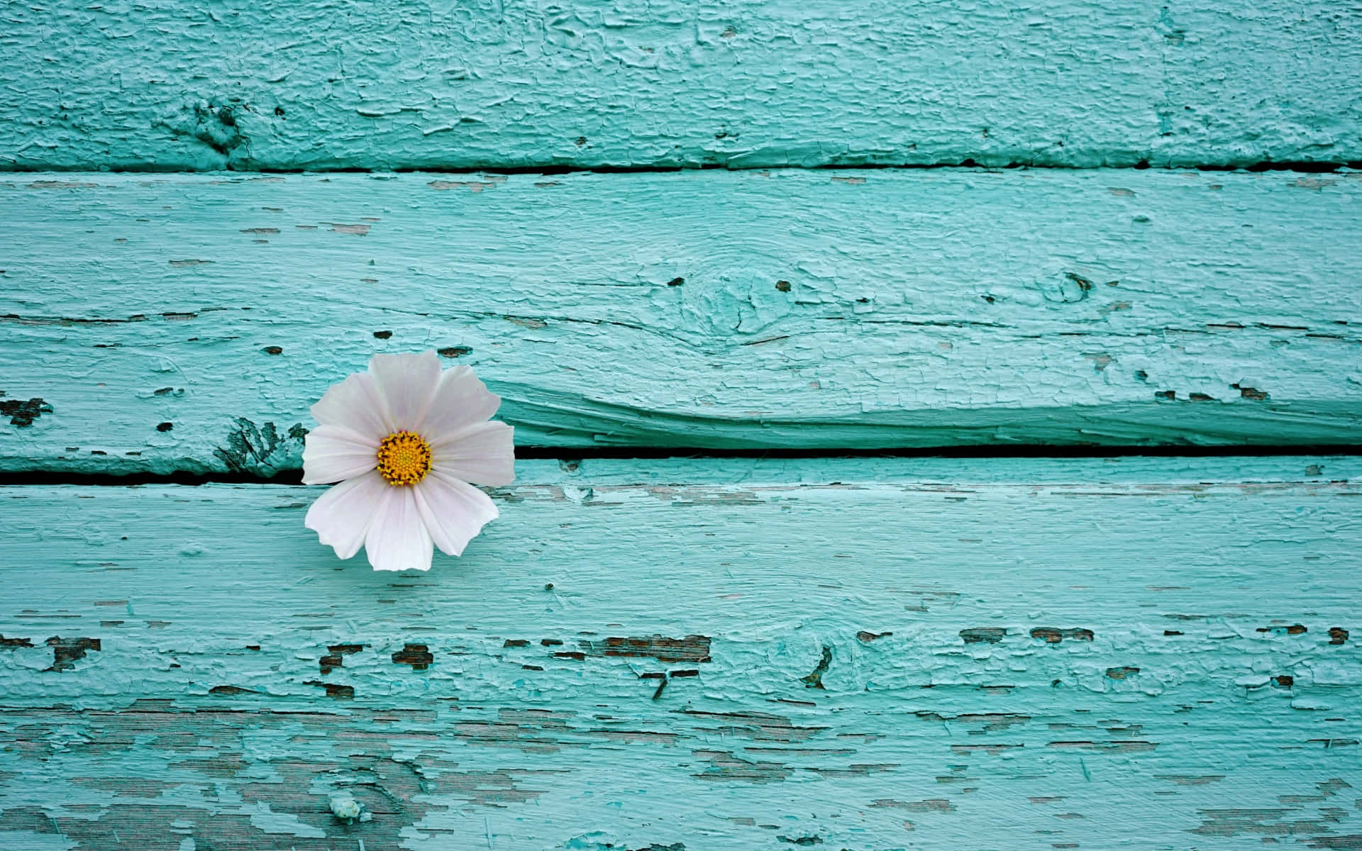 turquoise blue, white cosmos flower, yellow center, Full HD Desktop Wallpaper
