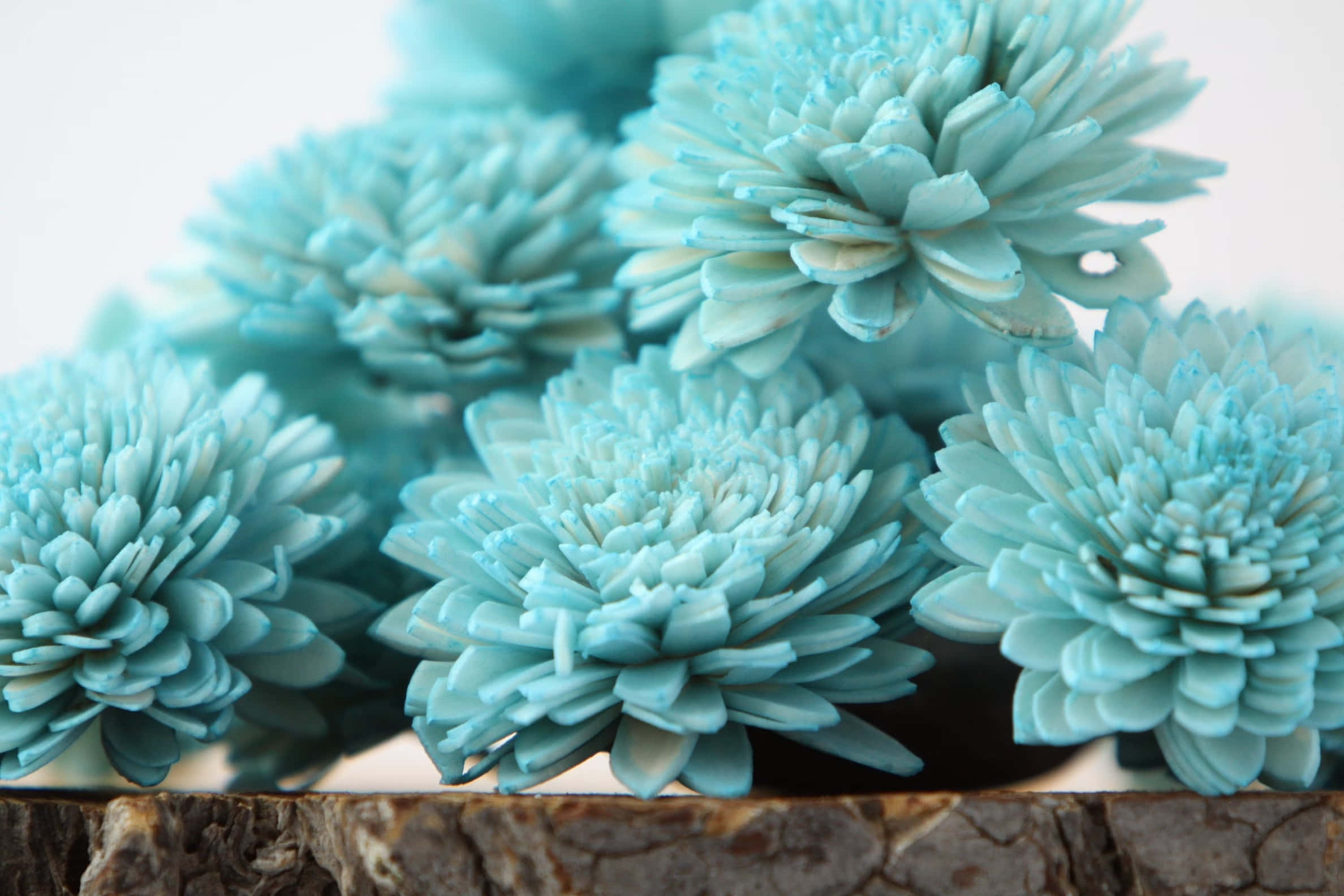 Turquoise Blue, light blue chrysanthemums, layered petals, Full HD Desktop Wallpaper