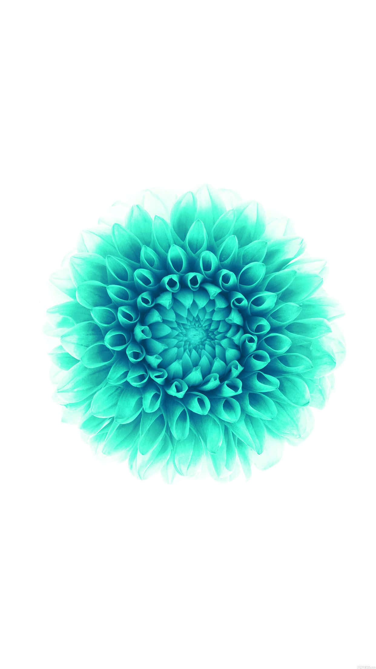 turquoise, iPhone, dahlia, Full HD Phone Wallpaper