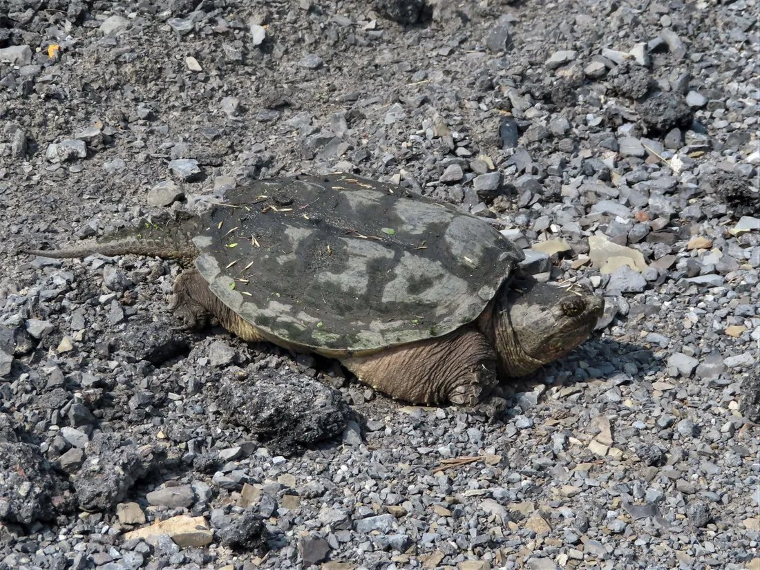 Turtle Aesthetic