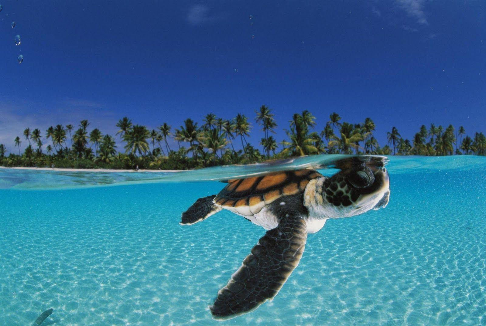 sea turtle, turquoise water, tropical island, HD Desktop Wallpaper