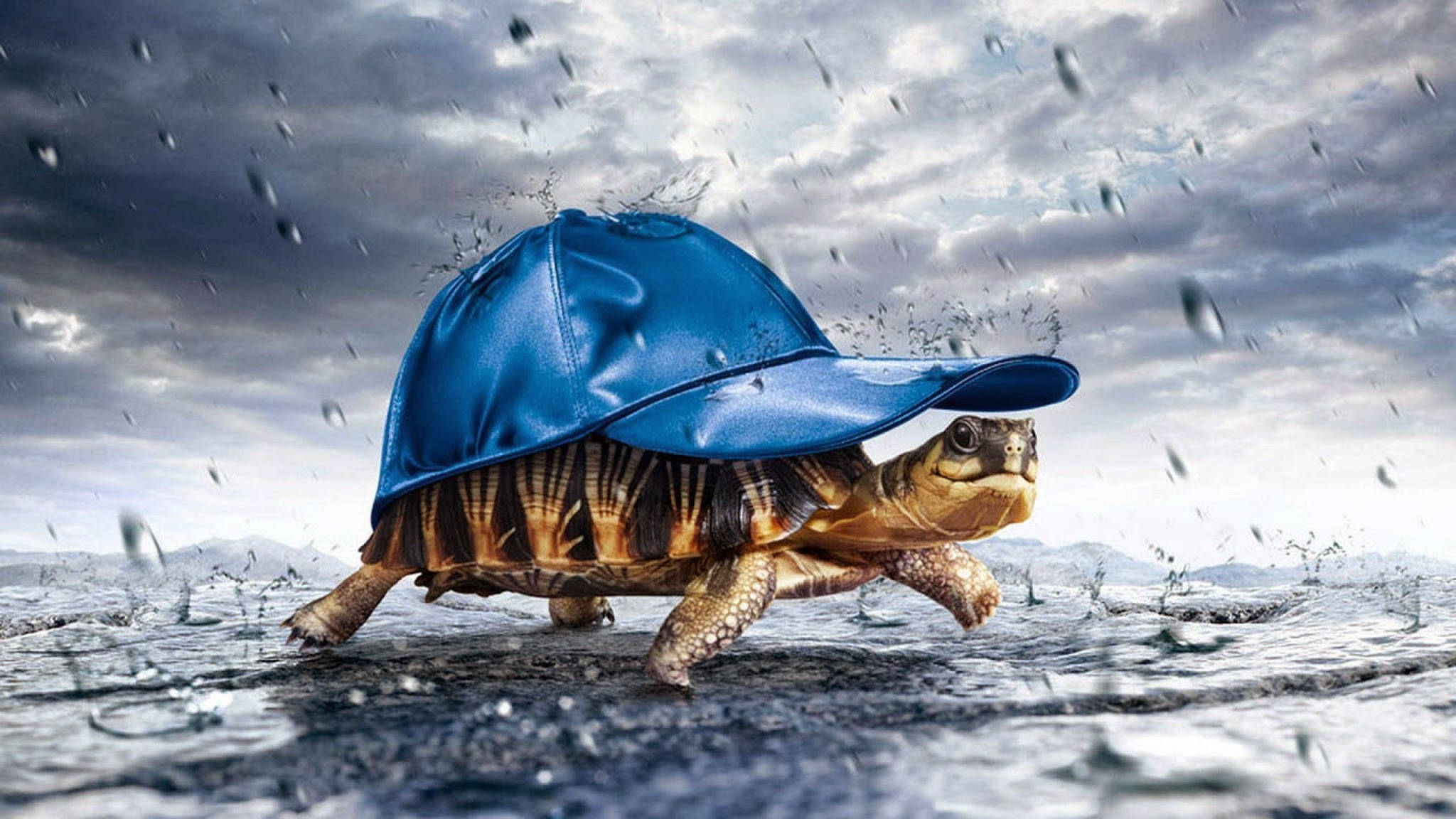 turtle, blue baseball cap, rain-splashed water, Full HD Desktop Wallpaper