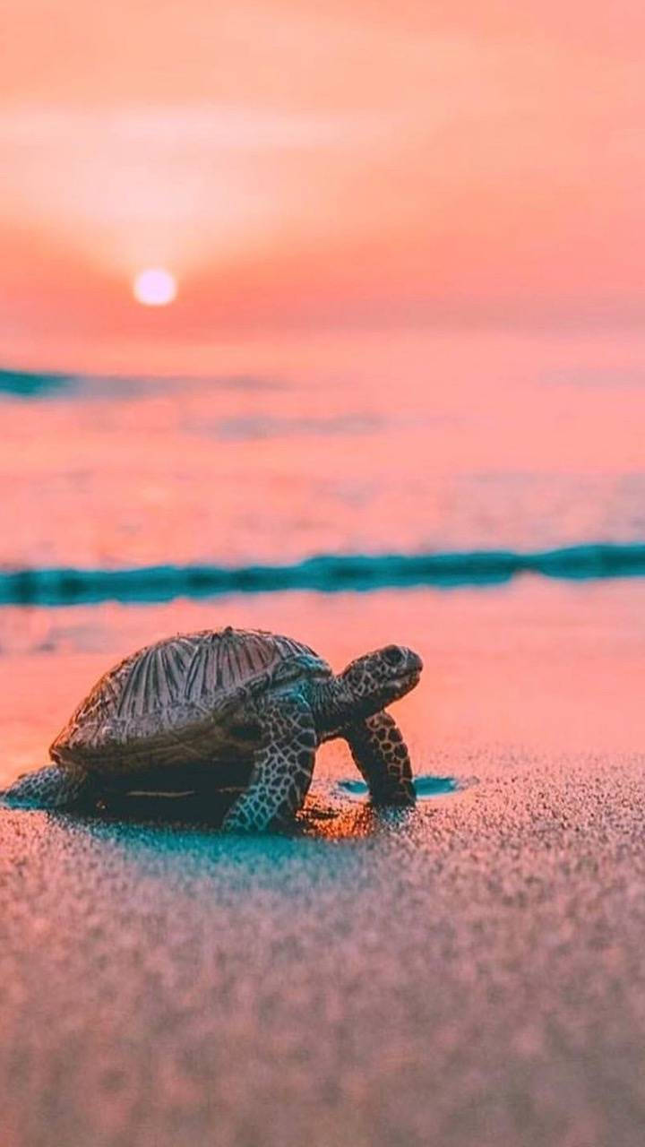 sea turtle, pink sand, sunset, HD Phone Wallpaper