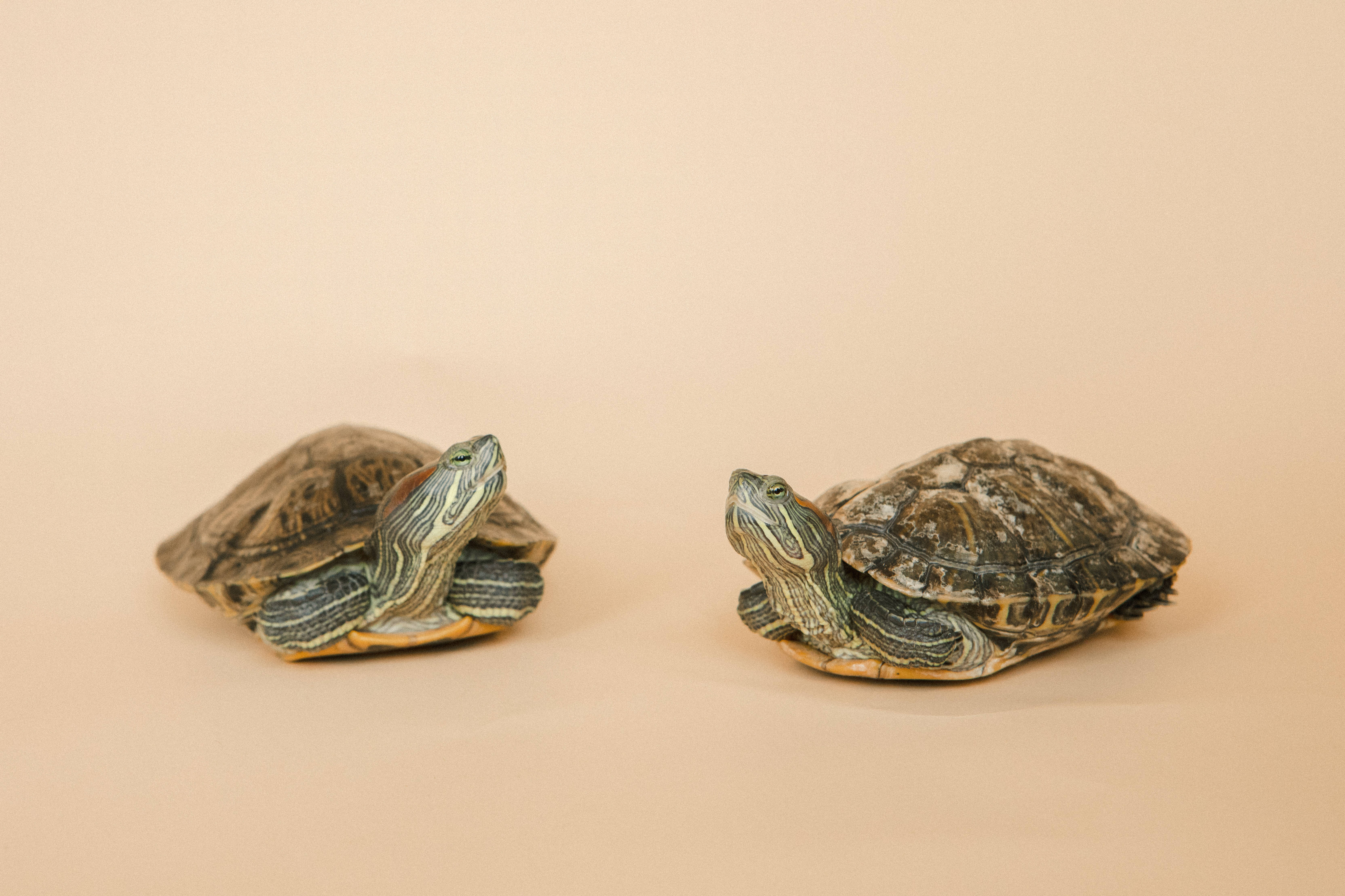 painted turtle, beige surface, green and yellow markings, 5K Desktop Wallpaper