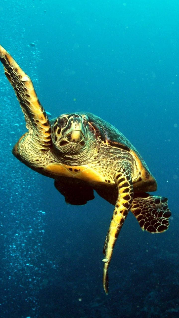 green sea turtle, clear blue ocean water, sunlight filtering from above, HD Phone Wallpaper