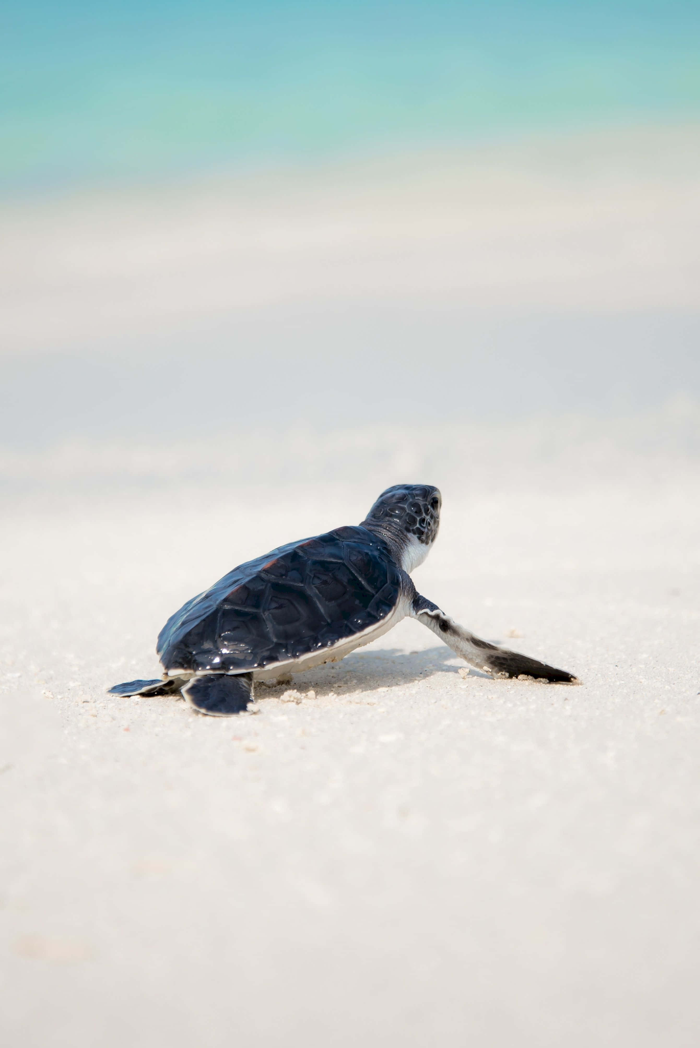 baby sea turtle, dark shell, white underbelly, 4K Phone Wallpaper