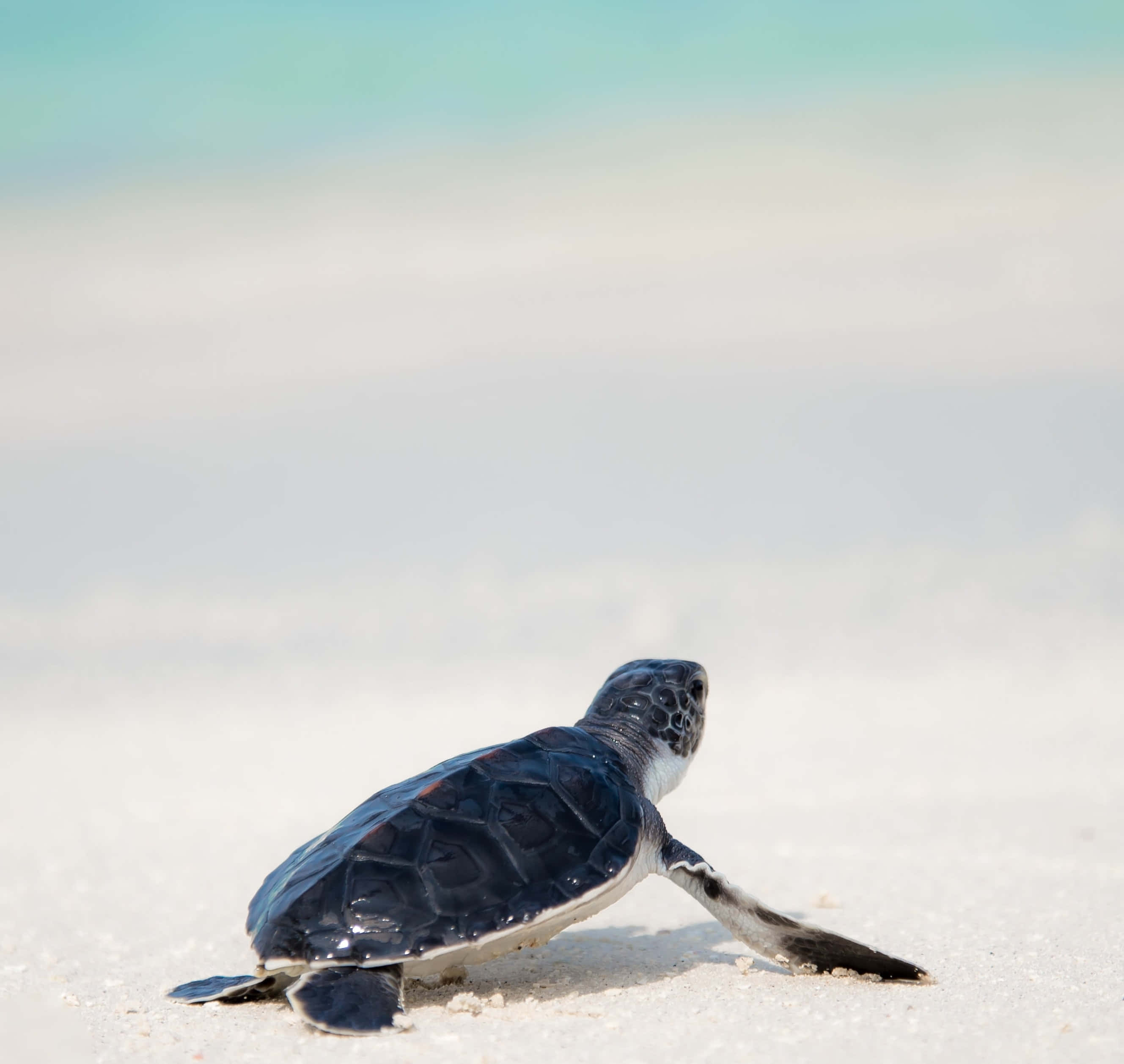 baby sea turtle, dark shell, white underbelly, 2K Desktop Wallpaper