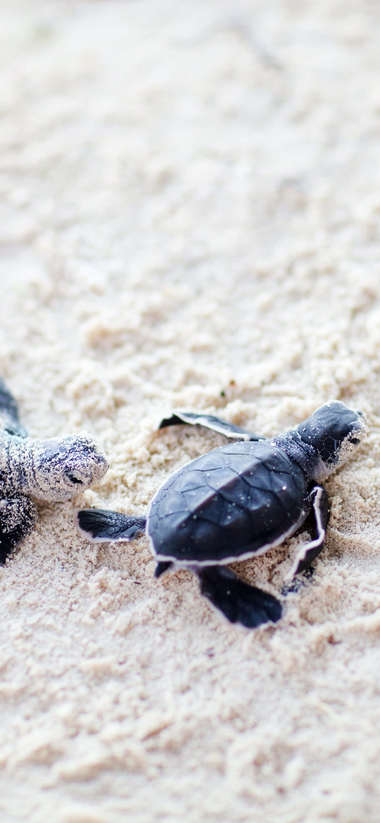 Baby Turtles, sea turtles, dark shells, 2K Phone Wallpaper