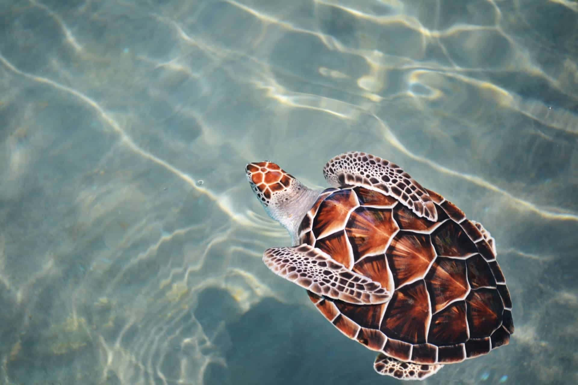 sea turtle, turquoise water, sunlit, Full HD Desktop Wallpaper