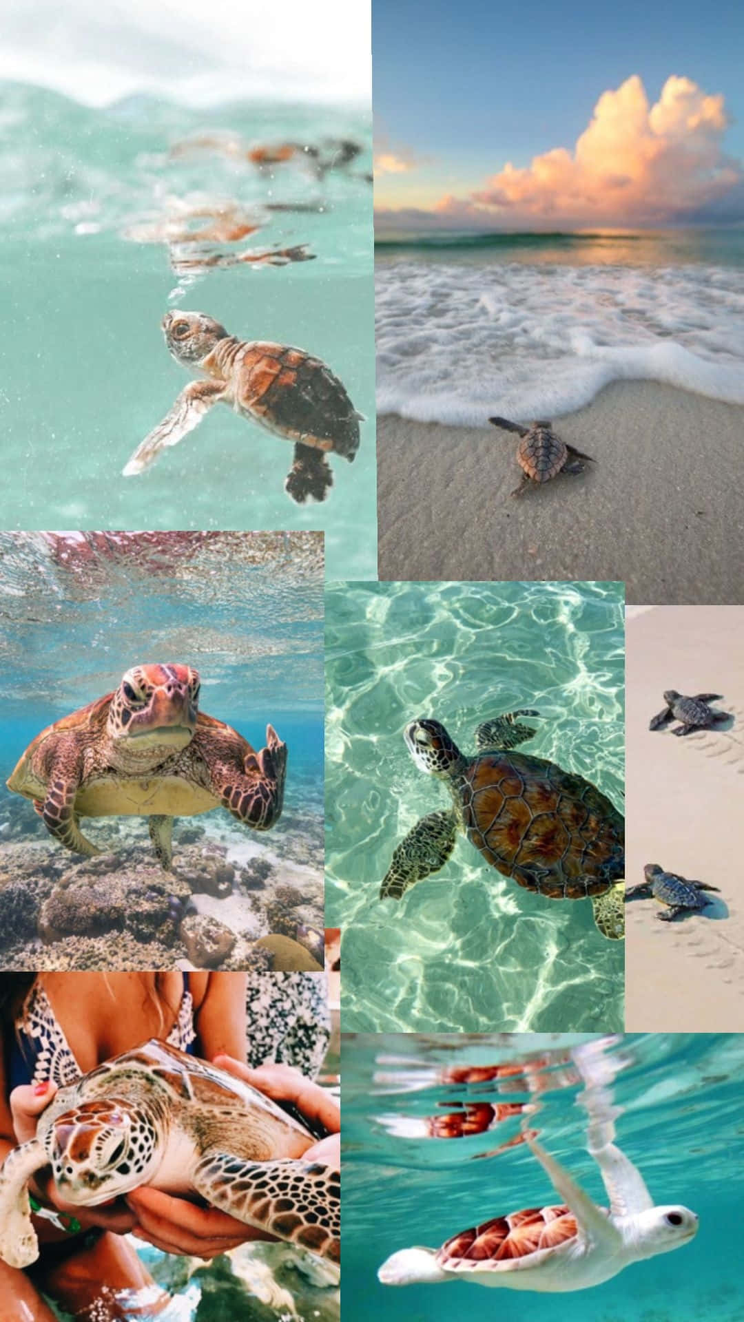 sea turtles, underwater, sandy beaches, Full HD Phone Wallpaper