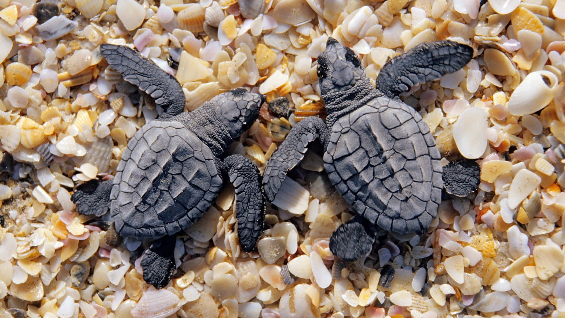 baby turtles, dark gray sea turtle hatchlings, bed of multicolored seashells, Full HD Desktop Wallpaper