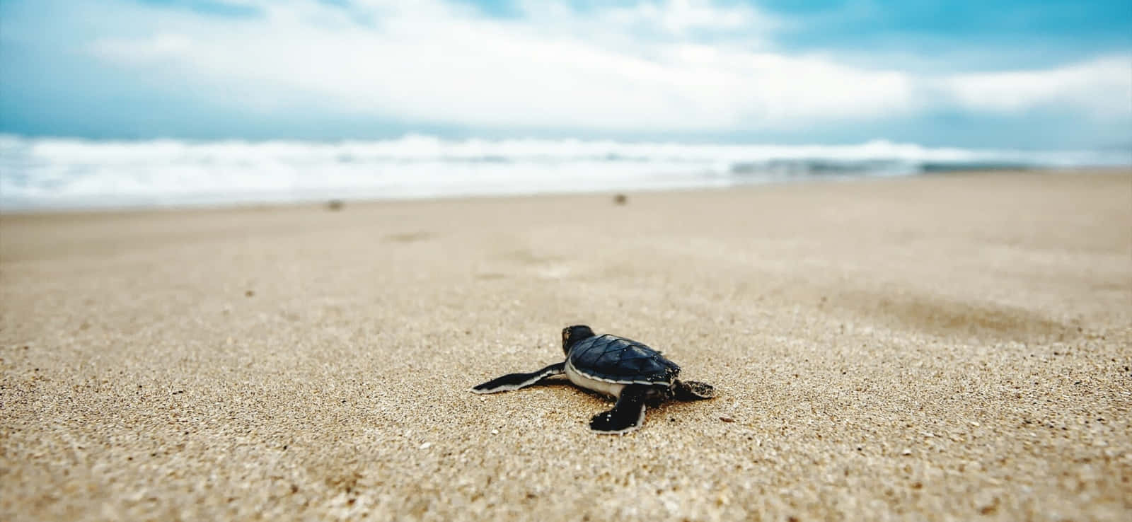 baby sea turtle, golden sand, ocean, HD Desktop Wallpaper