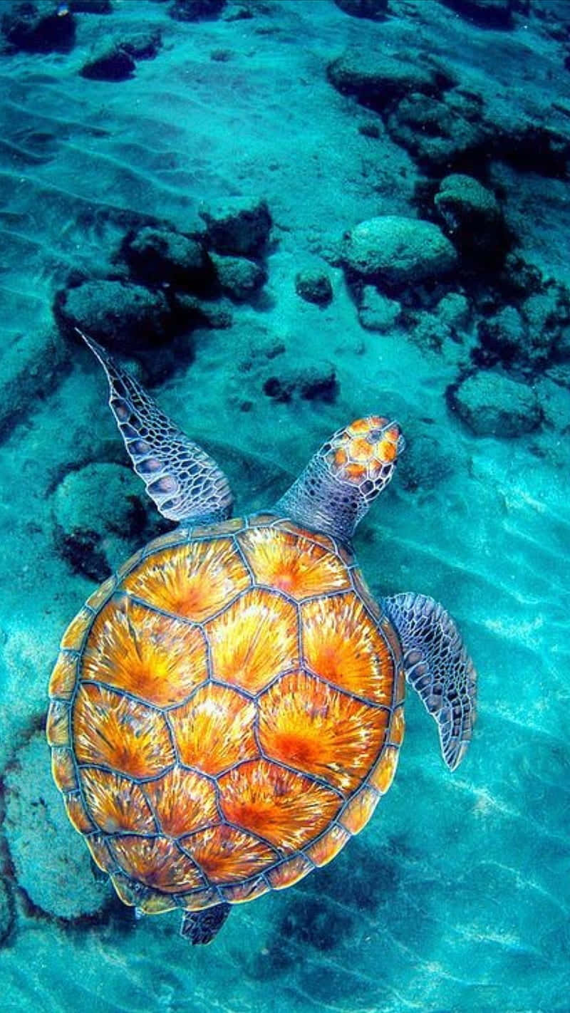 sea turtle, vibrant orange and yellow shell, clear turquoise water, HD Phone Wallpaper